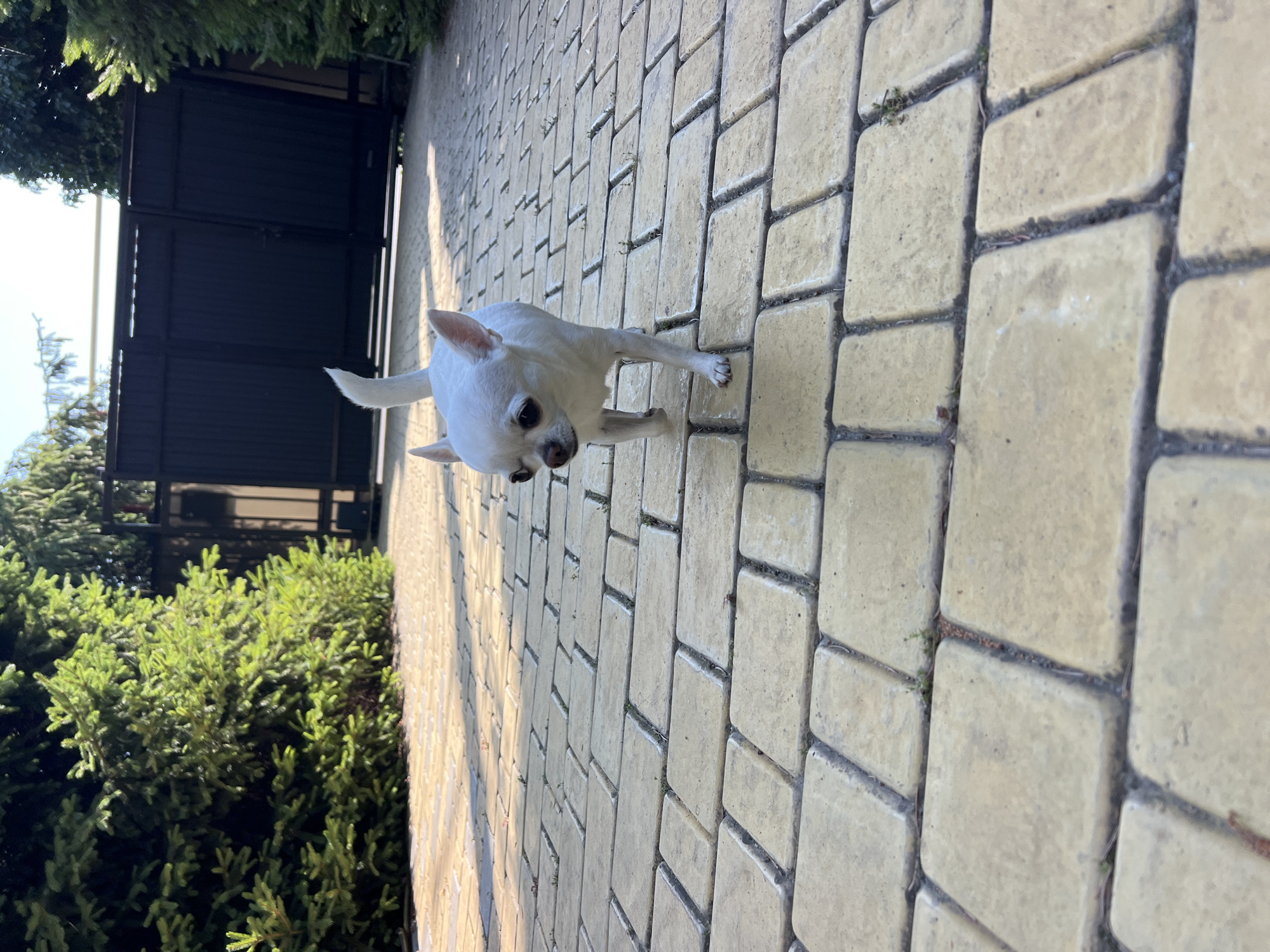 A white chihuahua walks on a yellow brick pathway in front of a black metal gate. Green trees line the pathway on either side. The chihuahua is in the center of the image, facing to the left of the viewer. The gate is in the background, partially obscured by the trees. The sun casts shadows on the pathway. The location is in Fontanka, Ukraine.