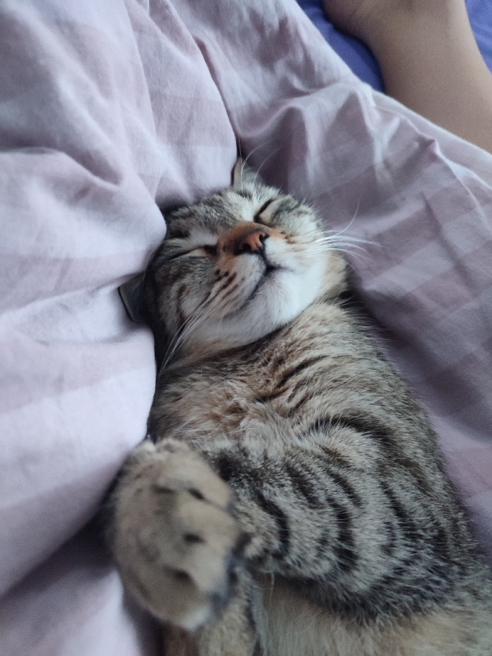 A domestic short-haired tabby cat is depicted sleeping soundly on its back, positioned between a light lavender-pink striped sheet and a partially visible human leg or foot. The cat's eyes are closed, its pink nose is prominent, and its white muzzle is visible. Its fur exhibits distinct dark grey and brown tabby stripes and swirls across its body. One front paw is curled, visible in the lower left. The human leg/foot in the upper right background is bare and rests on a dark blue or purple surface. The scene is an indoor setting, likely a bed, located in Chaikovsky, Russia.