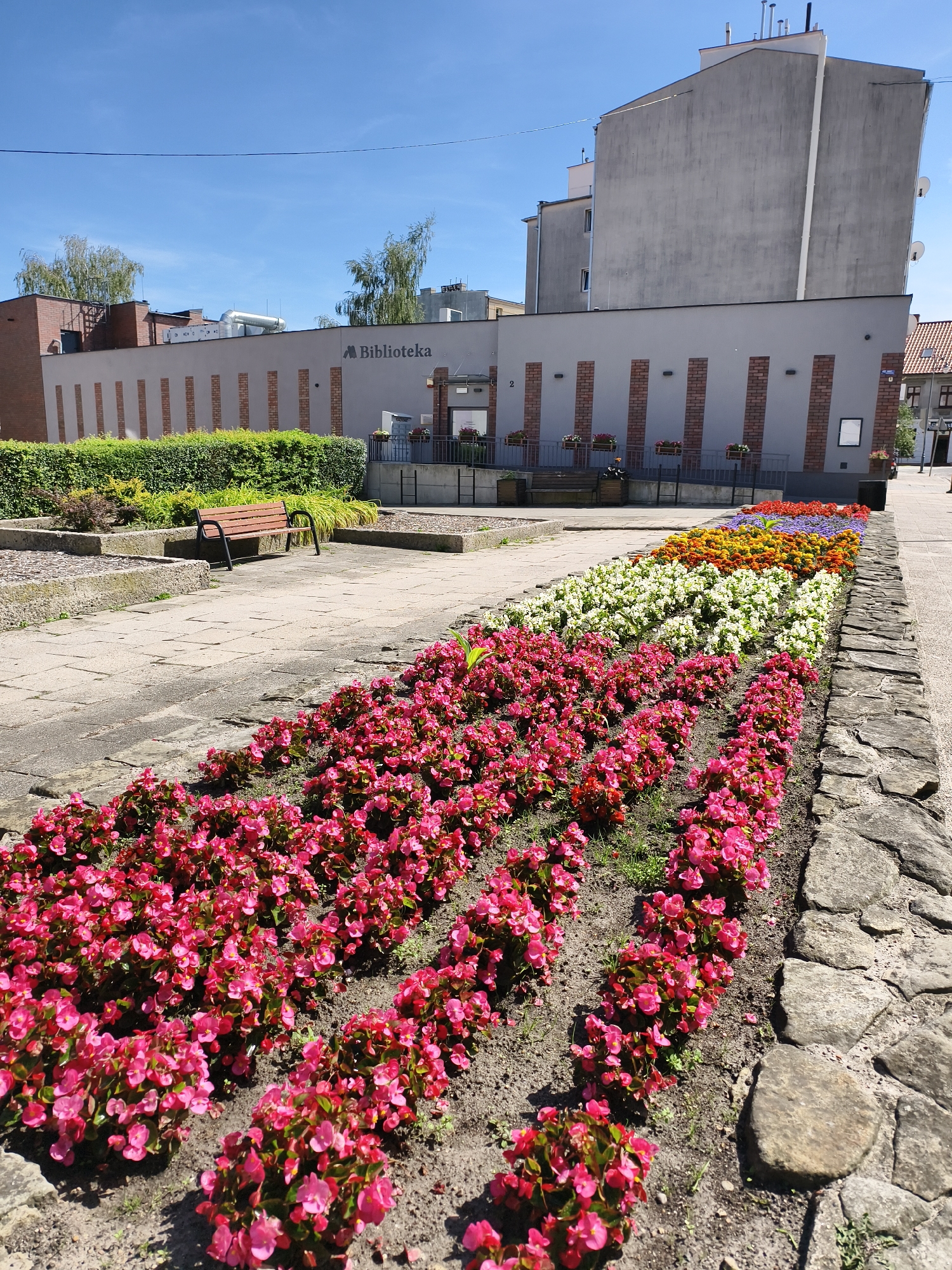 The image depicts the exterior of a building with the sign "Biblioteka" visible, indicating it is a library. In front of the library, a meticulously maintained flower bed stretches across the foreground and midground. The flower bed is arranged in neat rows, showcasing a vibrant assortment of blossoms in various colors including pink, white, yellow, orange, and purple. Behind the flower bed, a paved walkway leads to a wooden bench. Further back, a neatly trimmed green hedge lines the building's facade. The library itself is a low-rise structure with a modern architectural design, featuring a light-colored exterior with vertical brick accents. In the background, a larger, multi-story building with a gray facade is visible. The sky is clear and blue, suggesting a sunny day. The location is the Municipal Public Library in Tczew, Poland.