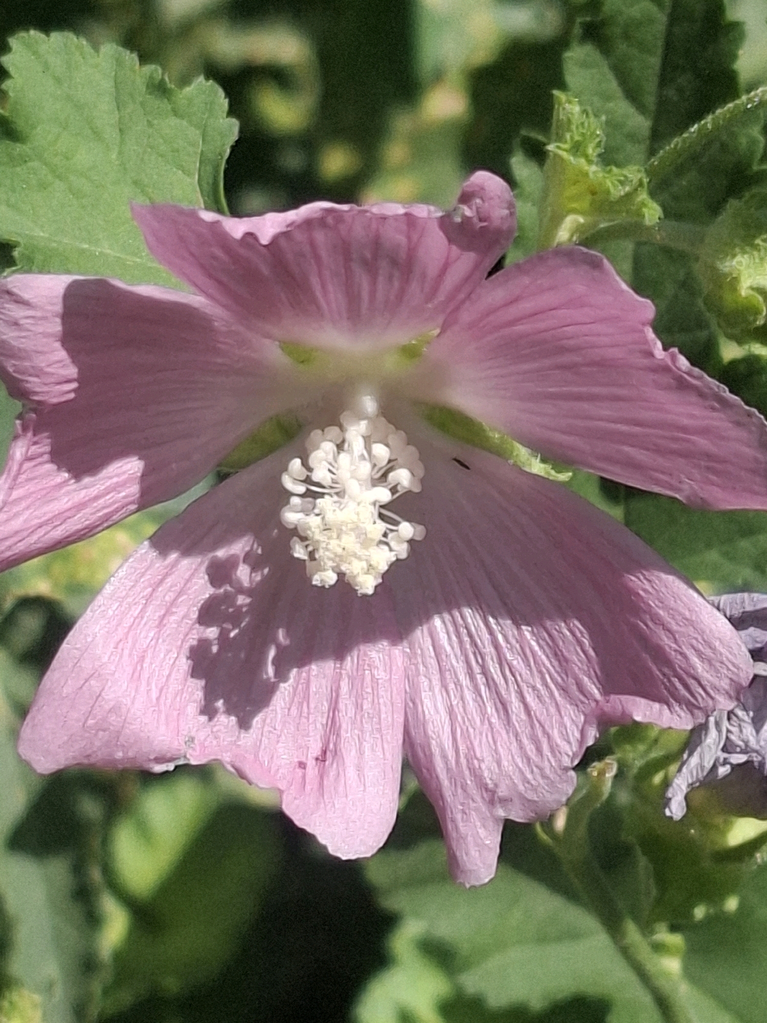 A close-up, sunlit photograph captures a single, open pink mallow flower, its petals spread wide. The flower's center features a cluster of white stamens. The background is composed of blurred green foliage, with dappled sunlight creating shadows on the petals. There are no people or animals visible in the image. The setting appears to be a garden or natural outdoor environment, typical of areas within the city of Almaty, Kazakhstan, known for its botanical gardens and parks.