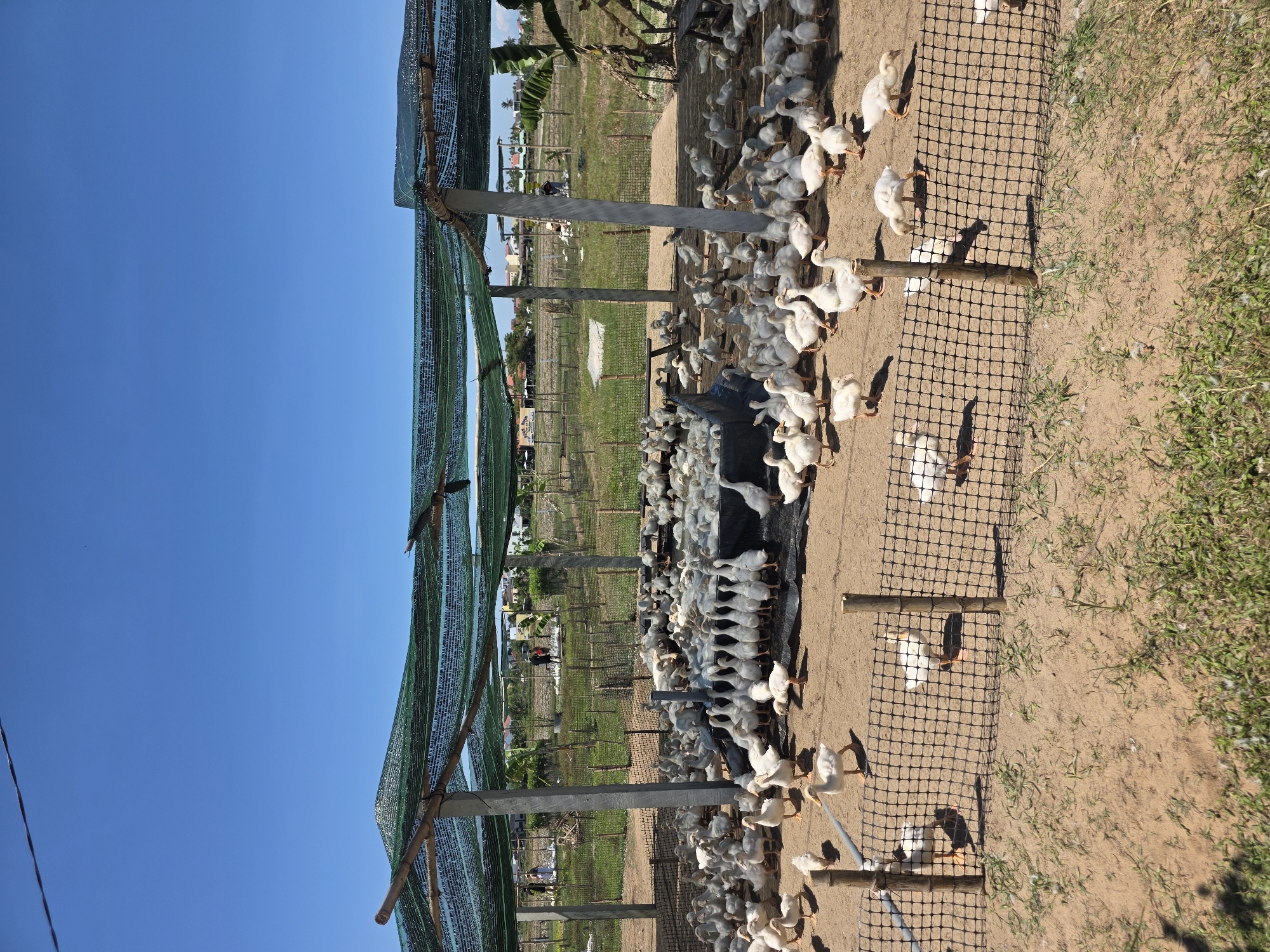This image captures an outdoor poultry farm, likely for ducks or geese, set against a clear blue sky in an agricultural landscape in Da Nang, Vietnam.
The primary subjects are numerous small, white birds, appearing to be ducklings or goslings, densely populating a dirt enclosure. They are clustered together, with many birds facing what seems to be a feeding or watering area, though no specific troughs are distinctly visible beneath the birds. A low black mesh fence separates their enclosure from a patch of drier, grassy ground.
Overhead, a makeshift shelter provides shade, constructed from green mesh netting stretched across wooden and concrete posts. Beyond the enclosure, the background reveals expansive green fields of crops or vegetation, interspersed with banana trees. In the far distance, several small buildings or houses are visible, indicative of a rural settlement, and faint figures of people can be seen engaged in agricultural activities within the fields.
The time of day is bright and sunny, with strong shadows suggesting mid-morning or afternoon. The sky is a vibrant, cloudless blue. The ground within the enclosure is dry earth. No visible text is present in the image.