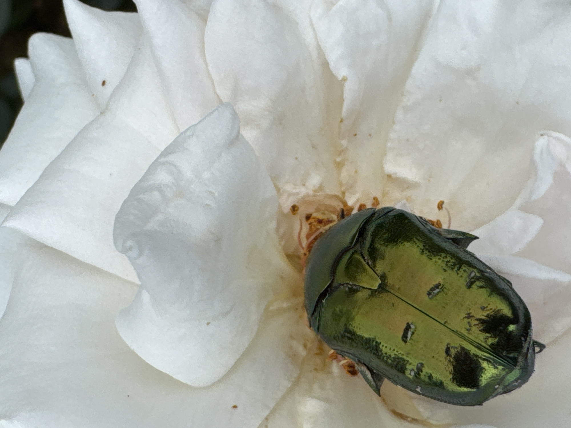 A close-up, high-angle shot captures a metallic green beetle resting on a delicate white rose petal. The beetle's iridescent exoskeleton reflects the light, revealing intricate patterns and textures. Small specks of pollen are visible around the beetle and on the surrounding petals, indicating the flower is in bloom. The soft folds of the rose petals create a gentle backdrop for the vibrant insect. The image appears to be taken in an outdoor setting, likely a garden or natural area within Chuguyevka, Russia.