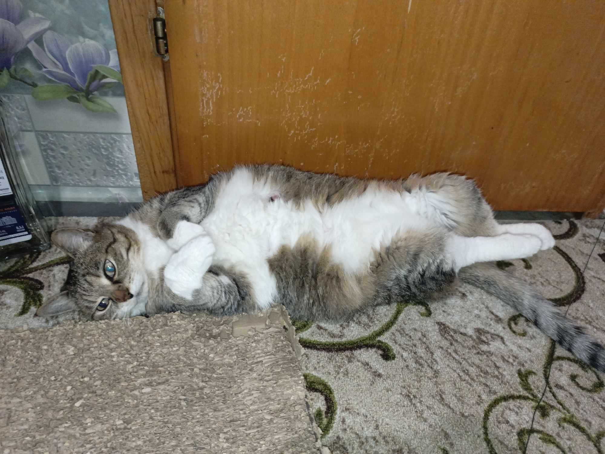 A tabby and white cat is depicted lying on its back on a patterned rug indoors, facing the viewer with blue eyes. The cat has distinctive grey and brown stripes on its head, back, and tail, contrasted with a fluffy white belly, chest, and paws. Its front paws are curled upwards, one near its face and the other over its chest. A small pinkish spot is visible on its white underside.
The cat is positioned next to a corrugated cardboard scratching pad on the left. Behind the cat, to the right, is a light brown wooden door with visible scuff marks and texture. A metal door hinge is partially visible near the top left of the door. The rug features a light beige or off-white base with an intricate, dark green, vine-like pattern. To the far left of the image, an object with a reflective surface shows a blurred reflection of purple magnolia flowers against a lighter background, possibly part of a decorative item or a window decal. Faint, illegible text, possibly including "0.5Л" or "0.5L", is visible on a dark label on an object at the bottom left edge. A thin, dark string or wire runs across the rug near the cat's tail.
The cat appears relaxed and comfortable, gazing directly towards the camera, suggesting a curious or playful demeanor. The lighting indicates an indoor setting, likely during the day, with no harsh shadows.