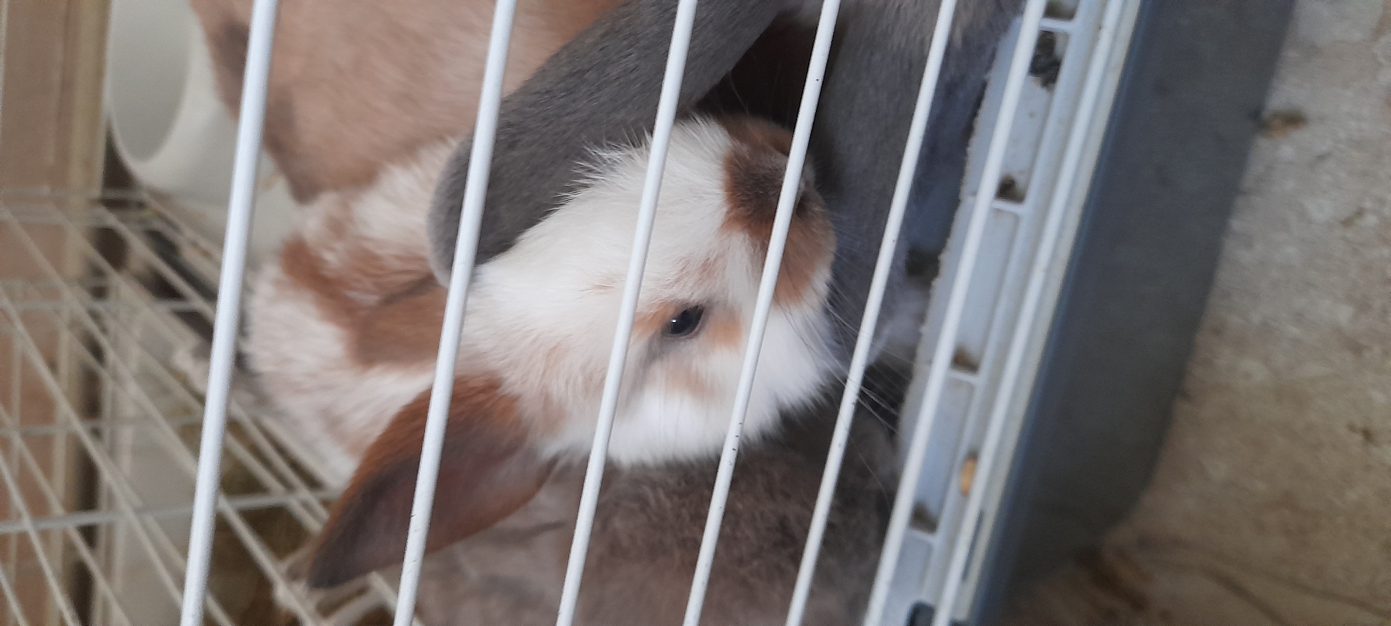 A close-up, horizontal shot shows a small, light-colored rabbit with brown markings in a white cage. The rabbit's head is tilted, and its left ear is visible and pointed upwards, while its right ear is not fully visible. The rabbit has dark eyes, a brown nose, and white fur around its face, with brown fur covering parts of its head and body. The rabbit is positioned behind the cage bars, with the bars creating a striped effect across the image. In the background, there is a blurred white object, possibly a food or water dish, and the interior of the cage. The cage is made of white wire, and there is a gray plastic base. The overall scene is indoors, as indicated by the cage and the environment.