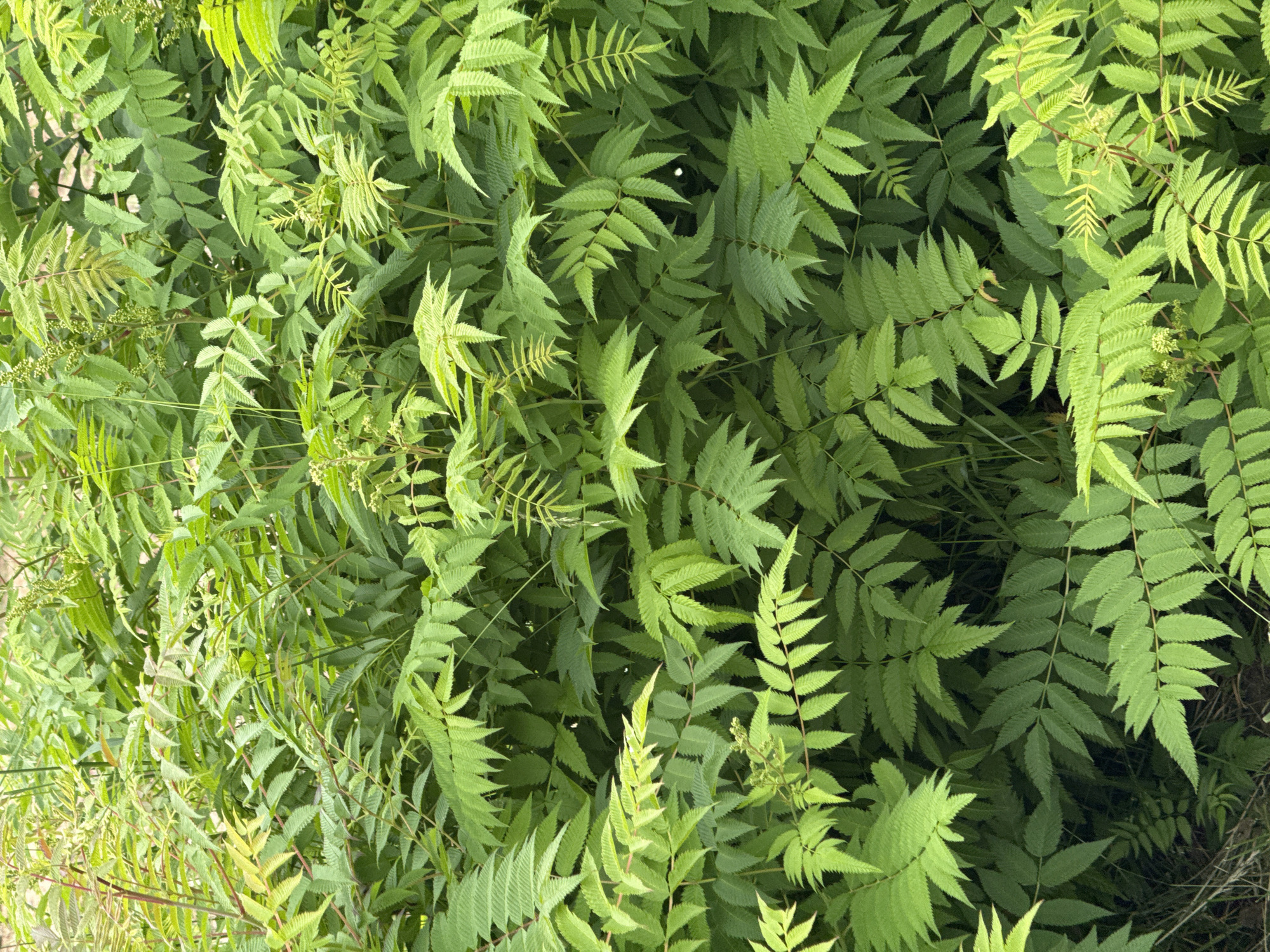 The image shows a dense wall of vibrant green foliage, likely a shrub or tree with compound leaves. The leaves are serrated and arranged pinnately along reddish-brown stems. Some of the leaves appear to be young and lighter green, while others are mature and darker. Small clusters of developing flower buds or immature seed heads are visible interspersed throughout the leaves, indicating the plant is in its active growing season, possibly late spring or early summer. The overall impression is one of lush, natural growth, filling the frame from edge to edge with varying shades of green. There are no people or man-made objects visible in the image, and the background is obscured by the dense vegetation, suggesting an outdoor, natural environment. The lighting is diffused, creating subtle shadows within the foliage and highlighting the textures of the leaves. The scene is located in Unknown, Unknown.