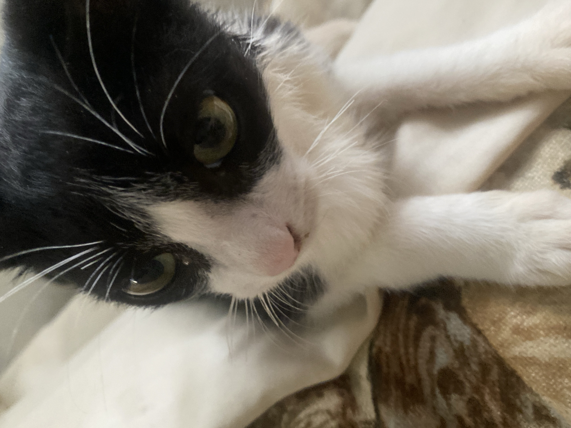 A black and white cat is lying down. The cat has white fur on its chest and paws, and black fur on the top of its head. The cat's eyes are green. The cat's nose is pink. The cat's whiskers are white. The cat is lying on a beige and brown patterned surface.
There is no location information in the image.