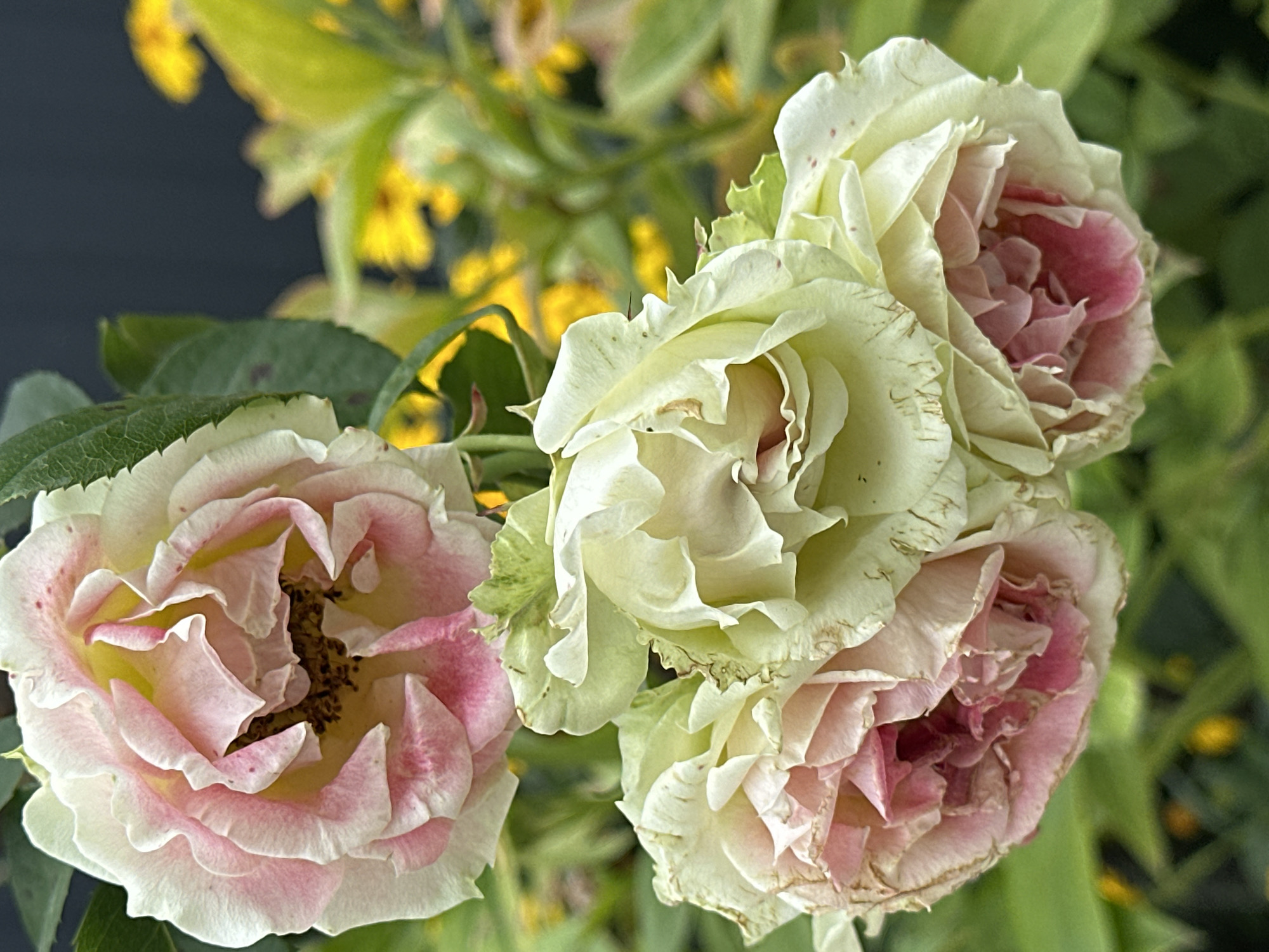This is a close-up, vertical, eye-level shot of three roses in bloom. The rose in the upper portion of the frame is predominantly white with delicate pink streaks and darker pink accents towards the center. The petals are ruffled and appear slightly wilted. Below this, two more roses are clustered together. These roses are primarily a pale, creamy white with tinges of green, especially on the outer edges. They also exhibit some pink coloration deep within their centers and small reddish-brown spots scattered across the petals, suggesting aging or minor imperfections. The roses are in focus, with their intricate petal structures clearly visible. The background is a blur of soft green foliage and bright yellow flowers, indicating an outdoor garden setting. The overall impression is one of natural beauty, possibly captured in a park or garden in Essentuki, Russia, known for its spa resorts and natural springs.