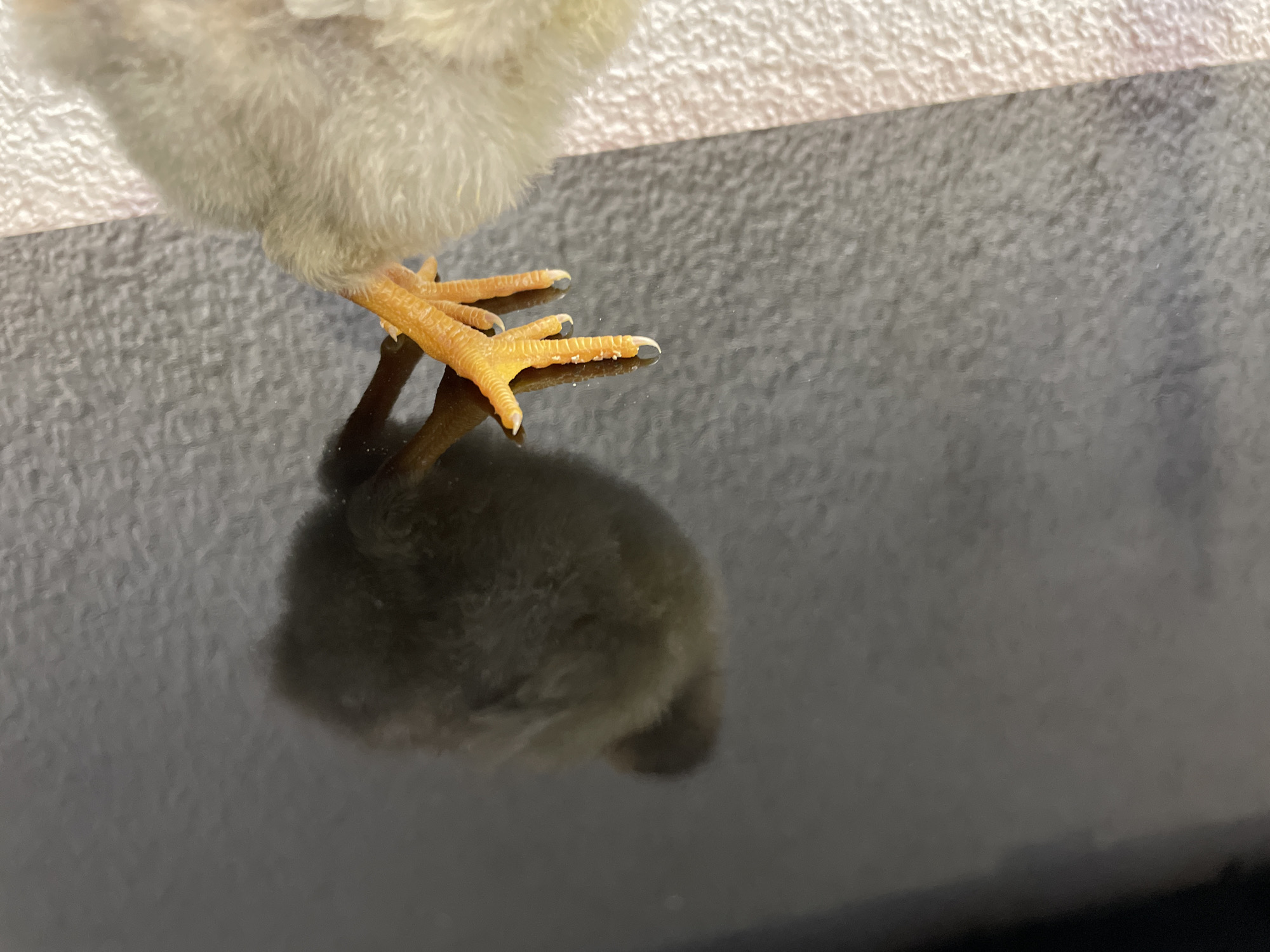 A close-up shot of the feet of a small, fluffy, yellowish-white chick, with orange legs and feet, standing on a reflective black surface. The reflection of the chick's body is visible on the surface. The background includes a textured, light-colored surface. The location is not apparent from the visual information and cannot be confirmed as Zlatograd, Bulgaria.