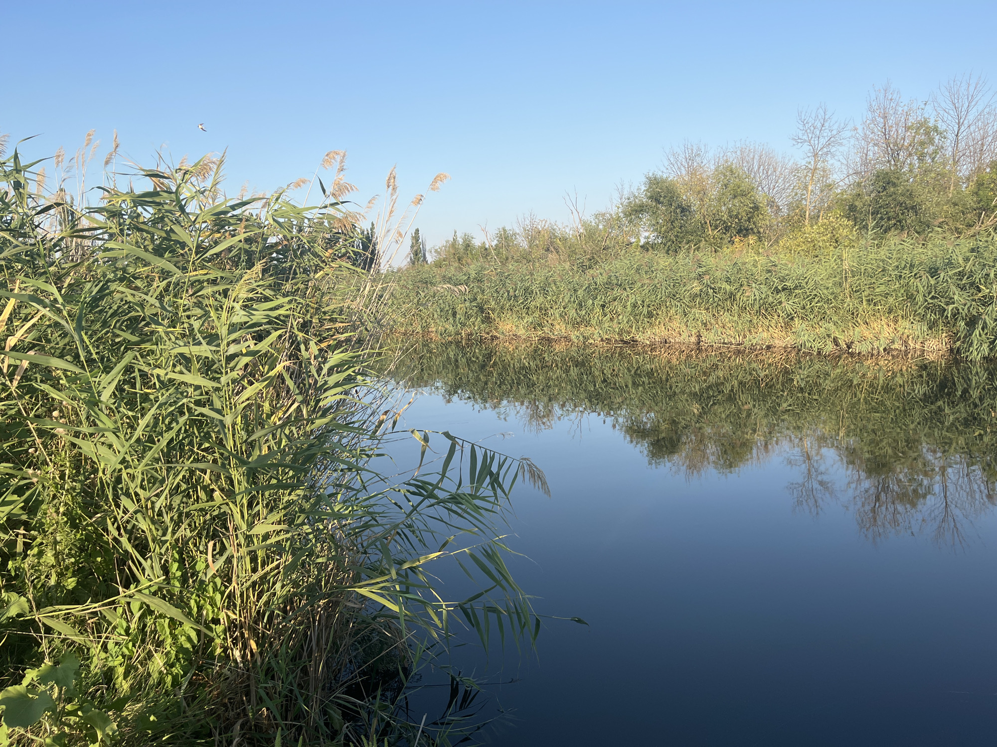 The image depicts a serene natural scene of a calm body of water bordered by lush green reeds and trees under a clear blue sky. The foreground is dominated by tall, dense reeds and other greenery growing along the bank of the water. The water itself is dark and reflective, mirroring the sky and the vegetation on the opposite bank. The far bank is lined with a dense growth of reeds, transitioning into a line of trees, some bare and some with leaves, suggesting it might be early autumn or late summer. The sky is a vibrant, unblemished blue, indicating good weather. There are no people or man-made structures visible in the frame. The overall impression is one of tranquility and natural beauty. The location is specified as the city of Lunacharskii, Russia.