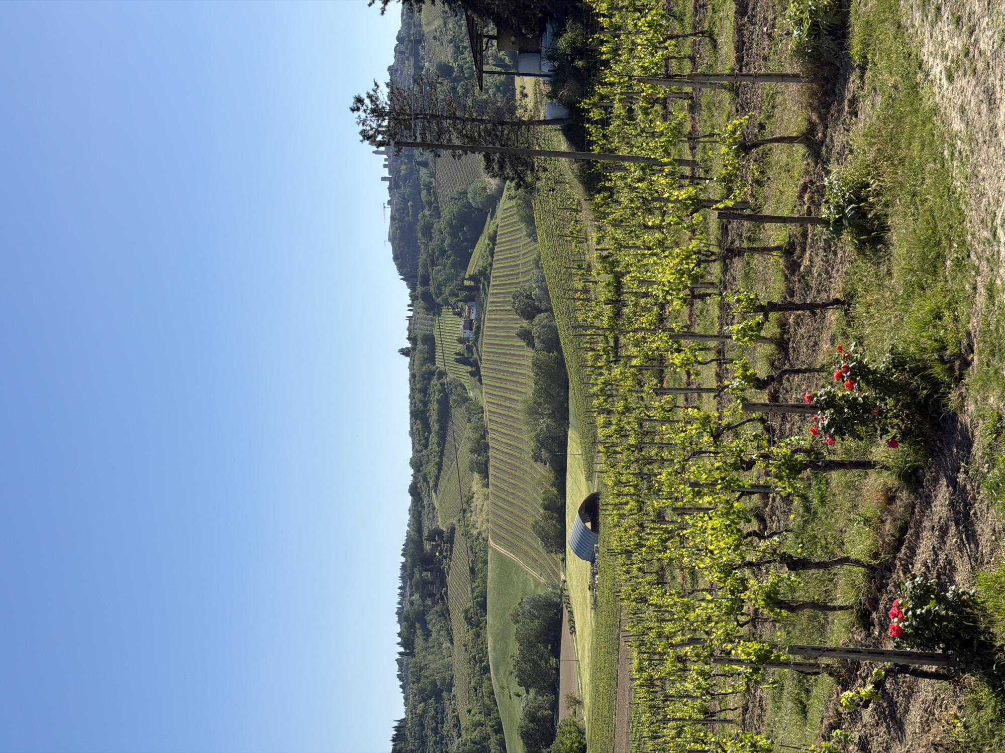 This vibrant image, presented in a portrait orientation, captures a picturesque vineyard landscape under a clear, bright blue sky. The scene is likely situated in Ulignano, Italy, reflecting the region's characteristic rolling hills and viticulture.
In the immediate foreground and extending into the middle distance, neatly arranged rows of grapevines, robust with bright green leaves, dominate the lower and central parts of the frame. These vines are supported by sturdy wooden posts, with tilled earth and patches of green grass visible between the rows. A striking detail is the presence of several bushes of vibrant red roses, blooming at the ends of some vine rows on the right side of the foreground, a traditional marker in vineyards.
Beyond these foreground vines, the landscape slopes upwards to the left, revealing expansive, undulating hills. These hills are extensively cultivated with more vineyards, marked by their characteristic parallel rows, interspersed with patches of dark green woodland. A modern-looking, barrel-shaped silver structure is visible in a grassy clearing within the mid-ground. Further in the background, atop a distant hill, a small settlement or cluster of buildings can be discerned against the horizon. A tall, slender tree stands in the mid-ground on the left.
The bright, cloudless blue sky occupies a significant portion of the upper frame, indicating sunny and pleasant weather, likely during the morning or early afternoon. No people or animals are present, and there is no visible text. The overall impression is one of serene natural beauty and a thriving agricultural environment.