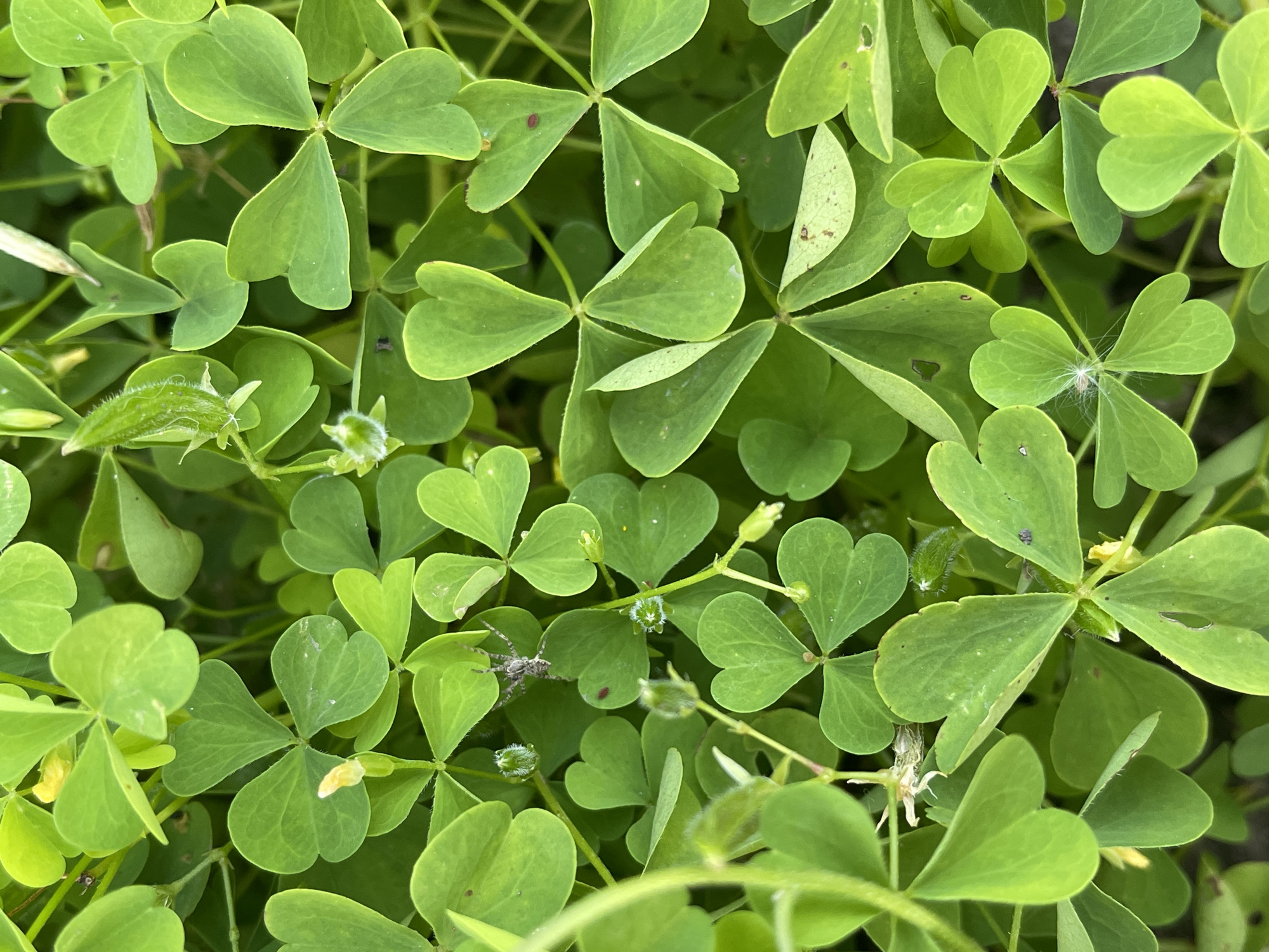 The image shows a close-up, overhead view of a patch of green clover. The clover leaves are heart-shaped and arranged in clusters of three. Some small yellow flowers and green seed pods are visible among the leaves. A small, striped spider is perched on one of the clover leaves in the upper left quadrant of the image. The scene appears to be in a natural, outdoor environment, possibly a garden or park, in the city of Sredny, Russia. The lighting suggests it is daytime.