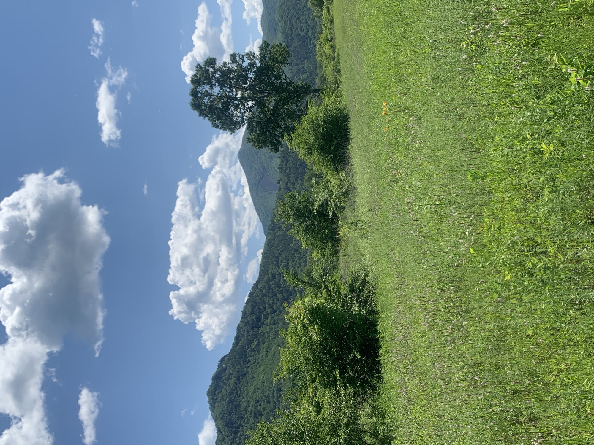 A wide, lush green meadow stretches across the foreground, filled with tall grasses and various wildflowers. In the mid-ground, several clusters of dense green bushes and trees are visible. A solitary, large deciduous tree with a full canopy stands to the right of center, its branches reaching upwards. Behind the meadow and trees, rolling hills covered in dense green forest create a scenic backdrop. The sky above is a bright, clear blue, dotted with fluffy white cumulus clouds. The overall scene depicts a tranquil, natural landscape.