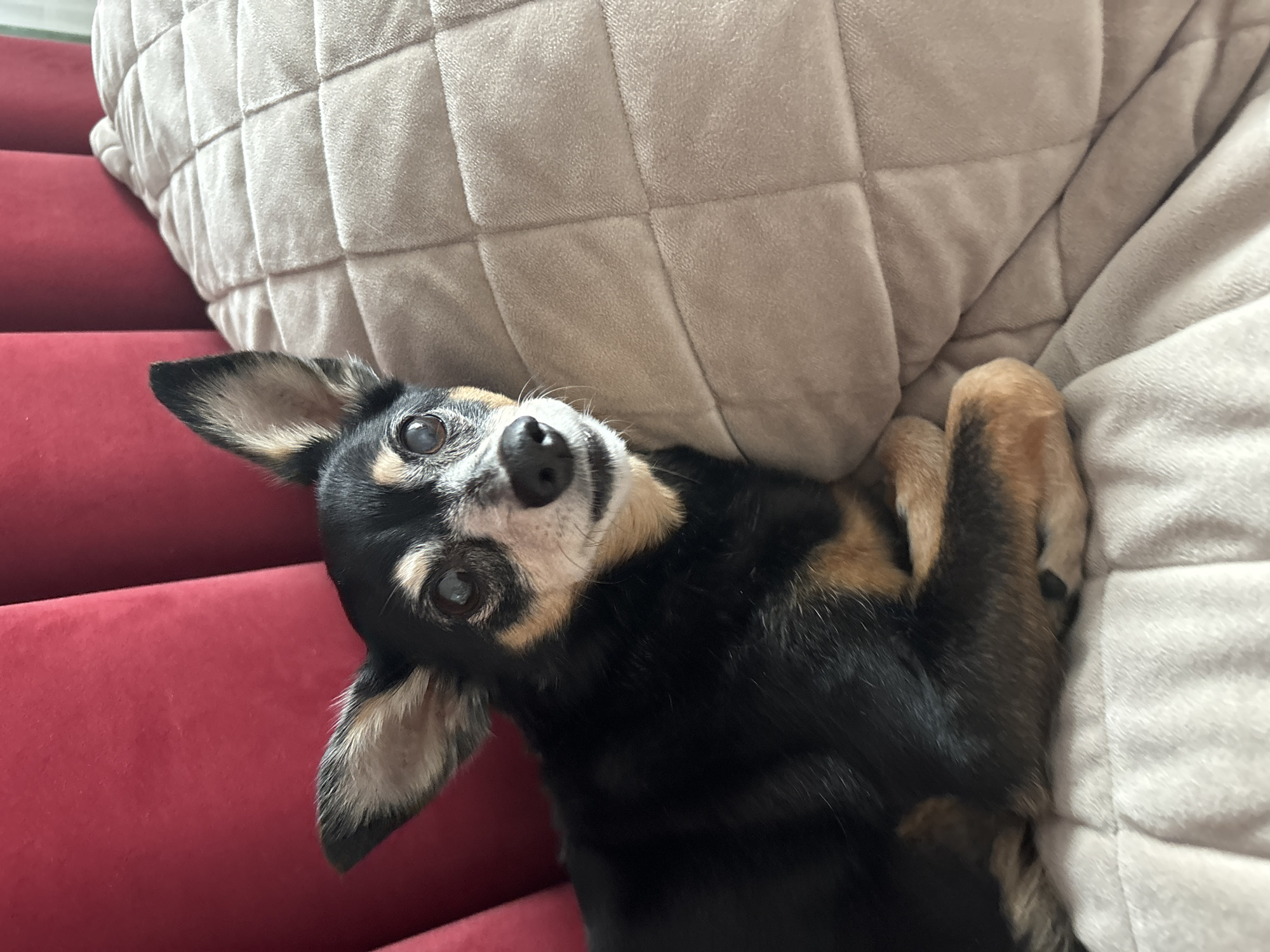 A medium, eye-level shot shows a black and brown Chihuahua lying upside down on a red sofa with a beige pillow behind it. The dog is curled up, with its paws crossed in front of its chest. Its head is tilted up towards the camera, and its eyes are open and looking at the viewer. The dog's coat is black with brown markings around its face, chest, and legs. The sofa is a deep red color and has a soft, velvety texture. The pillow is beige and has a quilted pattern. The environment is in Unknown, Unknown, suggesting it is a private residence. The dog's relaxed posture indicates it is comfortable and safe.