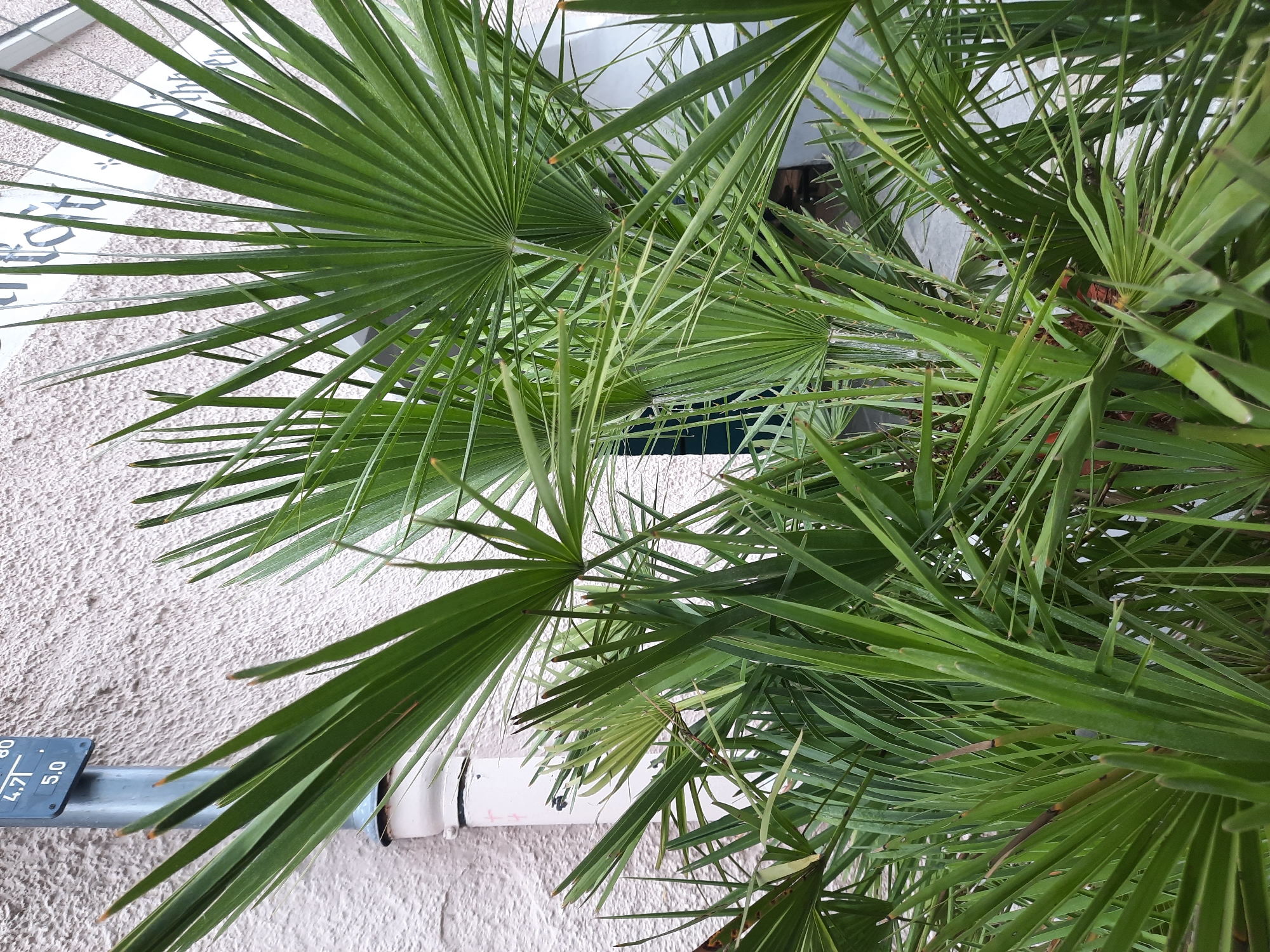 The image is a close-up shot of a palm plant with its fronds filling the foreground. Behind the palm, a textured, light-colored wall is visible, with a white pipe extending downwards from the top left. A dark blue sign with white numbers "4.7" and "5.0" is attached to the pipe. The background also shows a white arched structure with black lettering that appears to be part of a building facade. The overall scene suggests an outdoor setting, possibly a street or courtyard in an urban environment. The location is identified as Rosenheim, Germany, though specific landmarks beyond the immediate surroundings are not discernible from the image. There are no people or animals present in the frame. The lighting suggests an overcast day.