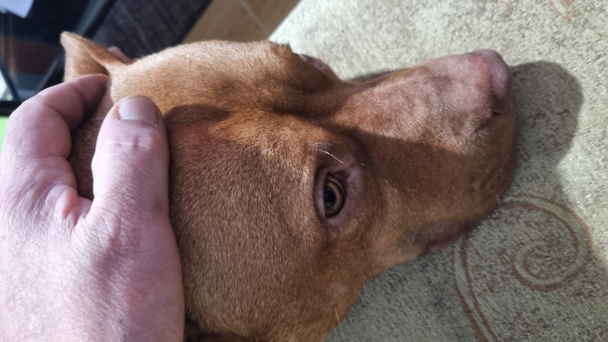 A brown dog lies on a patterned fabric surface, possibly a cushion or blanket. A person's hand rests on the dog's head. The scene is indoors.