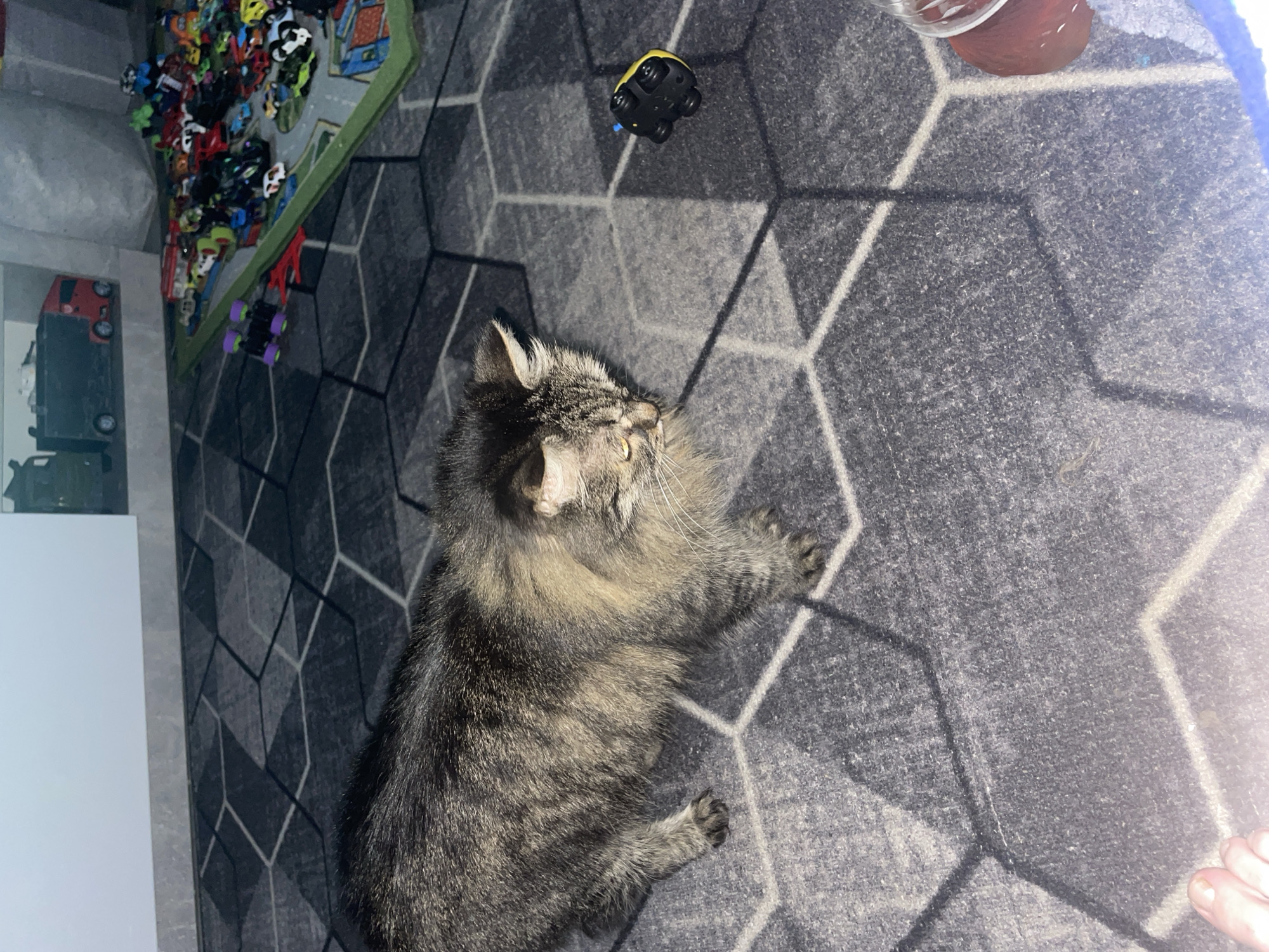 A medium shot captures a tabby cat with long fur on a grey patterned carpet. The cat is looking down and to the right at a small yellow toy car with black wheels. In the background, a collection of toy cars is spread across a green mat. A large white shelf with a toy truck on it is visible against a wall. The lighting is dim, suggesting an indoor setting. No specific location in Zhukovo, Russia can be determined from the image.