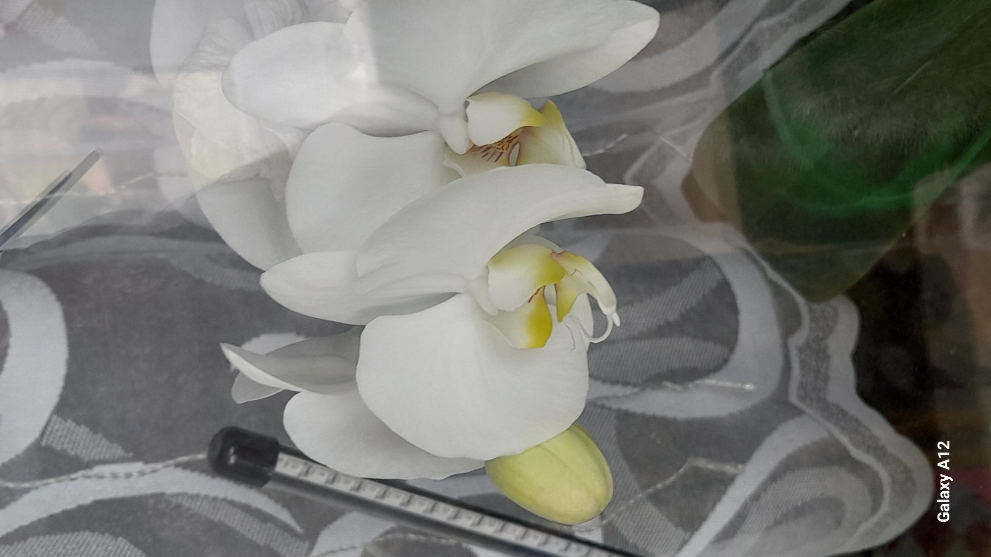 This image depicts a cluster of white Phalaenopsis orchids, located in the city of Марковский, Russia. Three fully bloomed orchids are visible in the central and right portions of the frame. Each bloom features broad white petals and a distinctive labellum (lip) with prominent yellow and light brown markings in its center. To the left of the leftmost bloom, a single elongated, light green orchid bud is present. Behind the orchids, a gray and white patterned fabric, possibly a curtain or tablecloth, serves as a backdrop, displaying a repeating curvilinear or swirling motif. A slender, dark-colored object, resembling a thermometer with a visible white numerical scale, is positioned vertically behind the left side of the orchids. Below the orchids and partially obscured, a dark green, out-of-focus object, consistent with an orchid leaf, is visible. The foreground features a subtle reflection or transparent layer. No individuals are present in the image, and no specific actions or interactions are depicted. The bottom left corner of the image contains a watermark stating "Galaxy A12," identifying the capturing device.