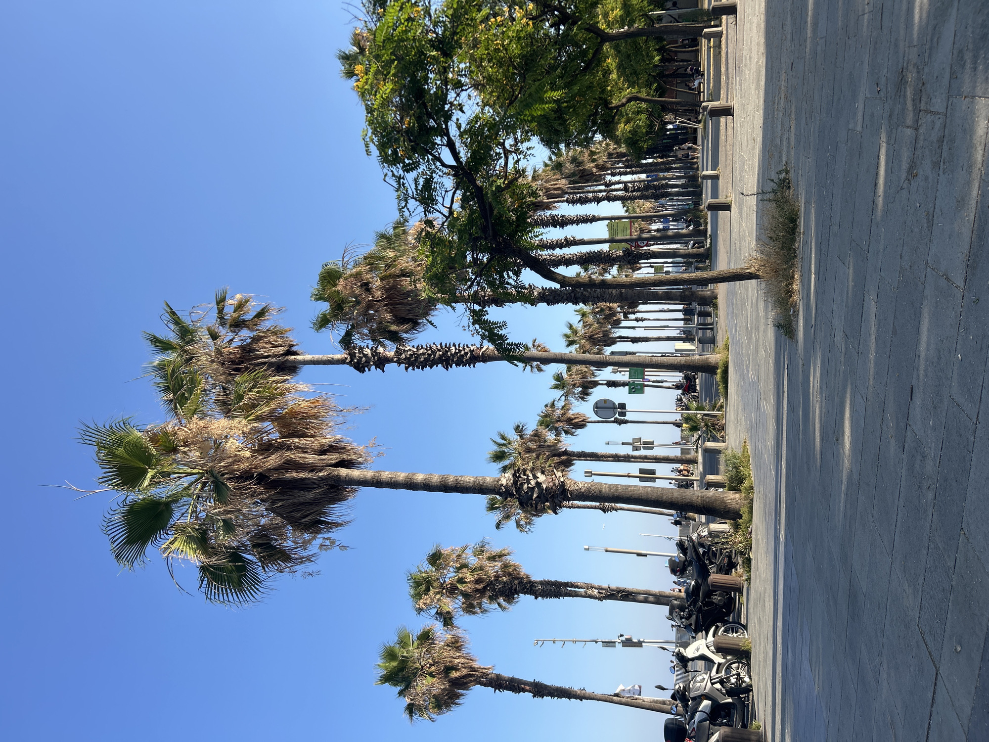 This is a photograph of a wide pedestrian walkway lined with palm trees in Barcelona, Spain, likely near the beach or a promenade. The sky is clear and blue. On the left side of the walkway, several parked motorcycles and scooters are visible. Beyond them, more palm trees and some streetlights create a linear pattern. In the background, a few people are walking or sitting, and a green tree with yellow flowers is prominent on the right side. The walkway itself is paved with large, grey rectangular stones. The overall atmosphere is sunny and serene, suggesting a pleasant day in a coastal city.