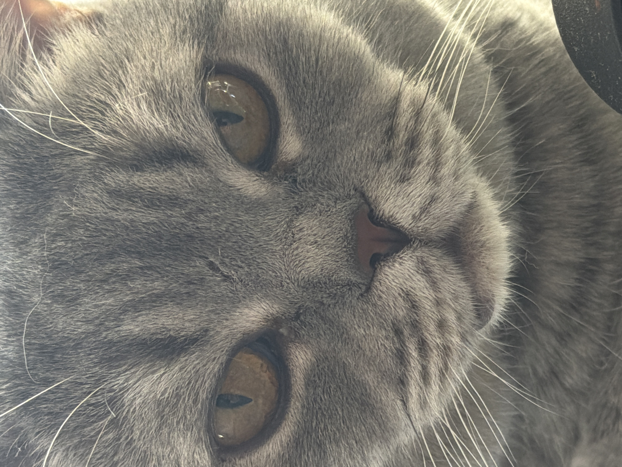 A close-up image of a gray cat's face, focusing on its eyes, nose, and whiskers. The cat has amber-colored eyes and a pink nose. The fur is gray and appears soft. The composition is such that the cat's face is slightly tilted. The image does not contain any information to discern the location as Perm, Russia, or to provide details about people, subjects, objects, actions, interactions, and the environment.