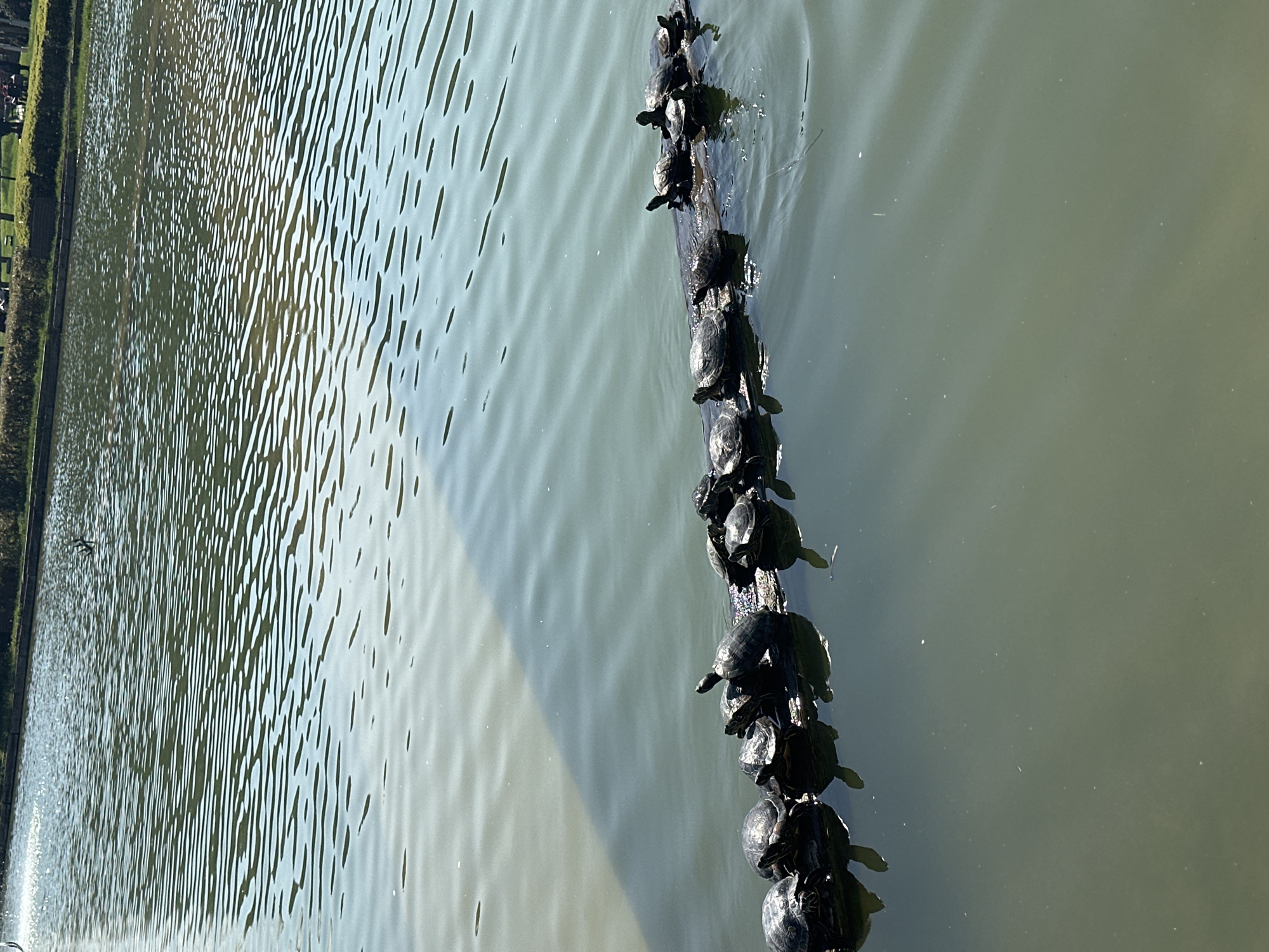 A long log floats in the water of a pond, covered in many turtles basking in the sunlight. The pond is located in the city of Başakşehir, Turkey. The water of the pond has a greenish tint and shows small waves, reflecting the sunlight. Some grass and trees can be seen to the left of the pond.