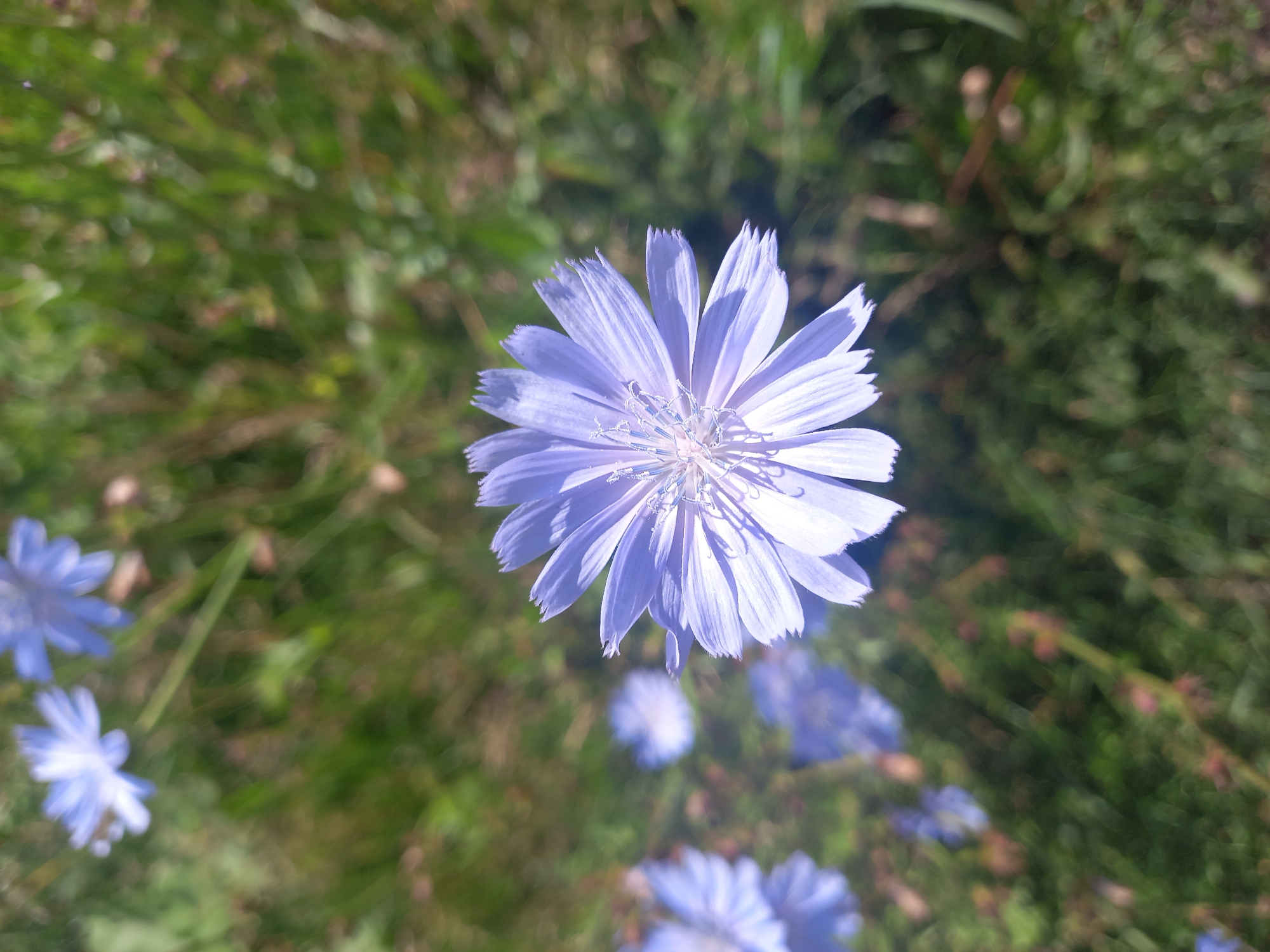 The media file is a close-up, high-angle shot of a single, delicate light purple flower in the center of the frame. The flower has many thin, pointed petals with slightly jagged edges, radiating outwards from a feathery, lighter purple center. The background is a blur of green grass and other out-of-focus blue flowers, suggesting a natural outdoor setting, likely a meadow or field. The lighting suggests it is daytime, with the sun casting a soft glow on the flower. Several other flowers, similar in color and shape to the main subject but smaller and less in focus, are visible in the background. The overall mood is serene and natural. No people, objects, visible text, or specific events are depicted. The location context provided is Sterlibashevo, Russia.
