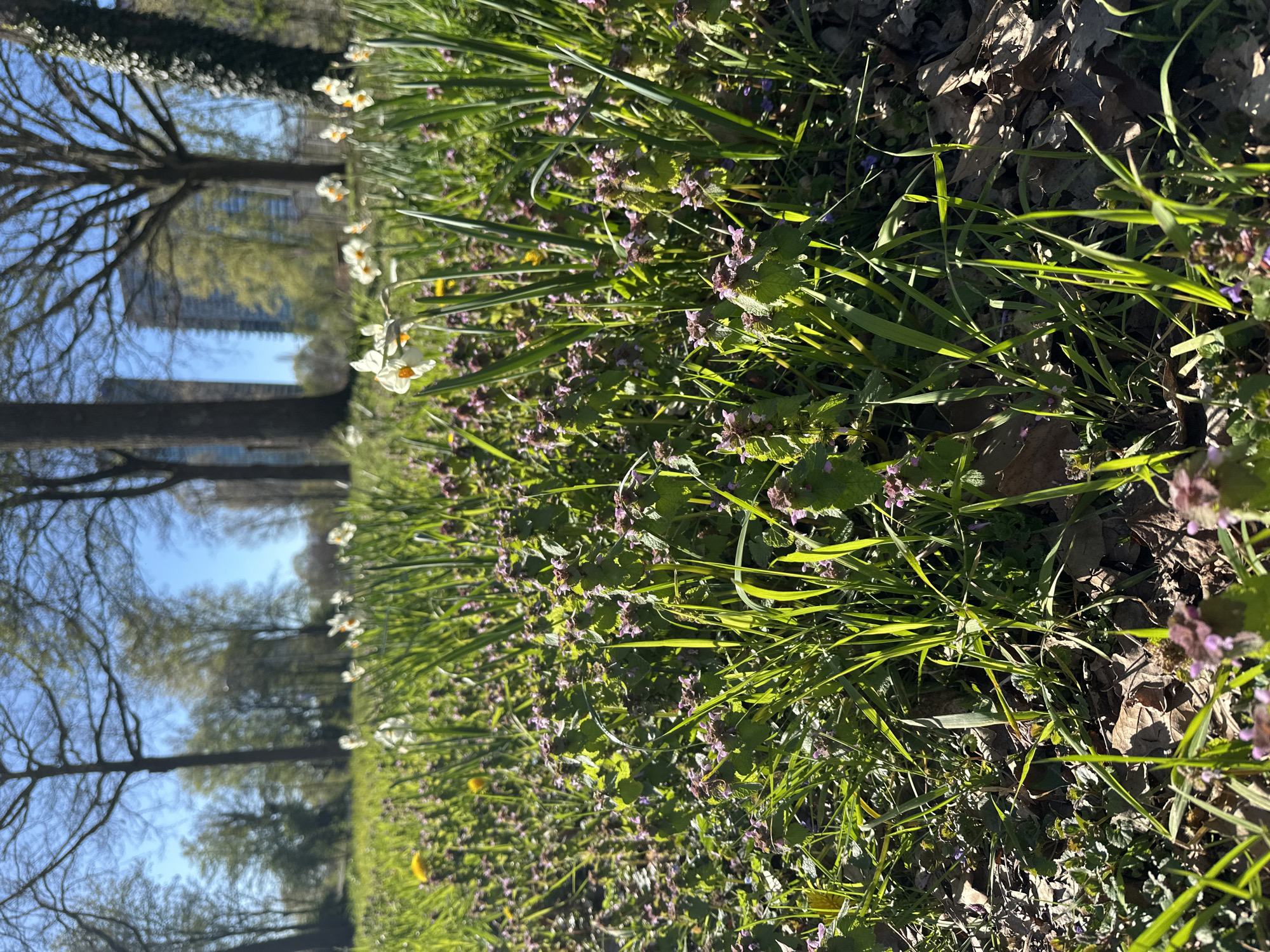The image shows a ground-level view of a park in Amsterdam, Netherlands during spring. The foreground is filled with a mixture of lush green grass, purple dead-nettle flowers, and white narcissus blossoms. Scattered dry leaves are visible on the ground. In the background, bare trees line a path, and in the distance, a modern building stands against a blue sky. The image captures a bright, sunny day.