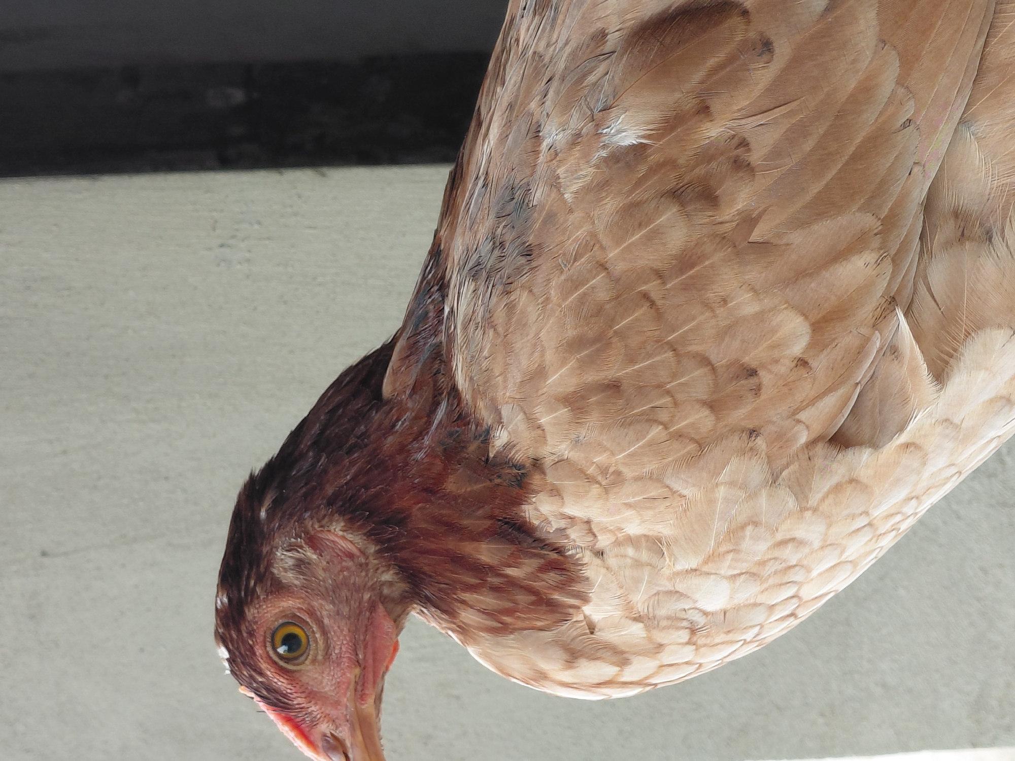 A close-up, angled shot captures the upper body and head of a chicken, likely in Santa Ana, Venezuela. The chicken is positioned diagonally across the frame, with its head pointing towards the lower-left corner and its body extending towards the upper-right. Its plumage displays a gradient of colors, transitioning from rich reddish-brown and darker brown feathers around its neck and upper back to lighter, sandy-brown and tan feathers covering the majority of its body. Some individual feathers on its back and wing area show subtle white tips or highlights.
The chicken's head is clearly visible, featuring reddish-pink skin around its eye and lower face. Its eye is a striking yellow with a dark, round pupil, appearing focused and alert as it gazes downwards. A portion of its beak is also visible. The chicken's posture suggests it is looking at something on the ground, possibly foraging or observing.
The background consists of a light-colored, textured surface, possibly concrete or a light-colored wall, which occupies the left side and bottom of the image. Above this light surface, a darker, blurred horizontal strip runs across the top, which could be a shadow or an out-of-focus element of the environment. The lighting indicates it is daytime. There is no visible text in the image.
