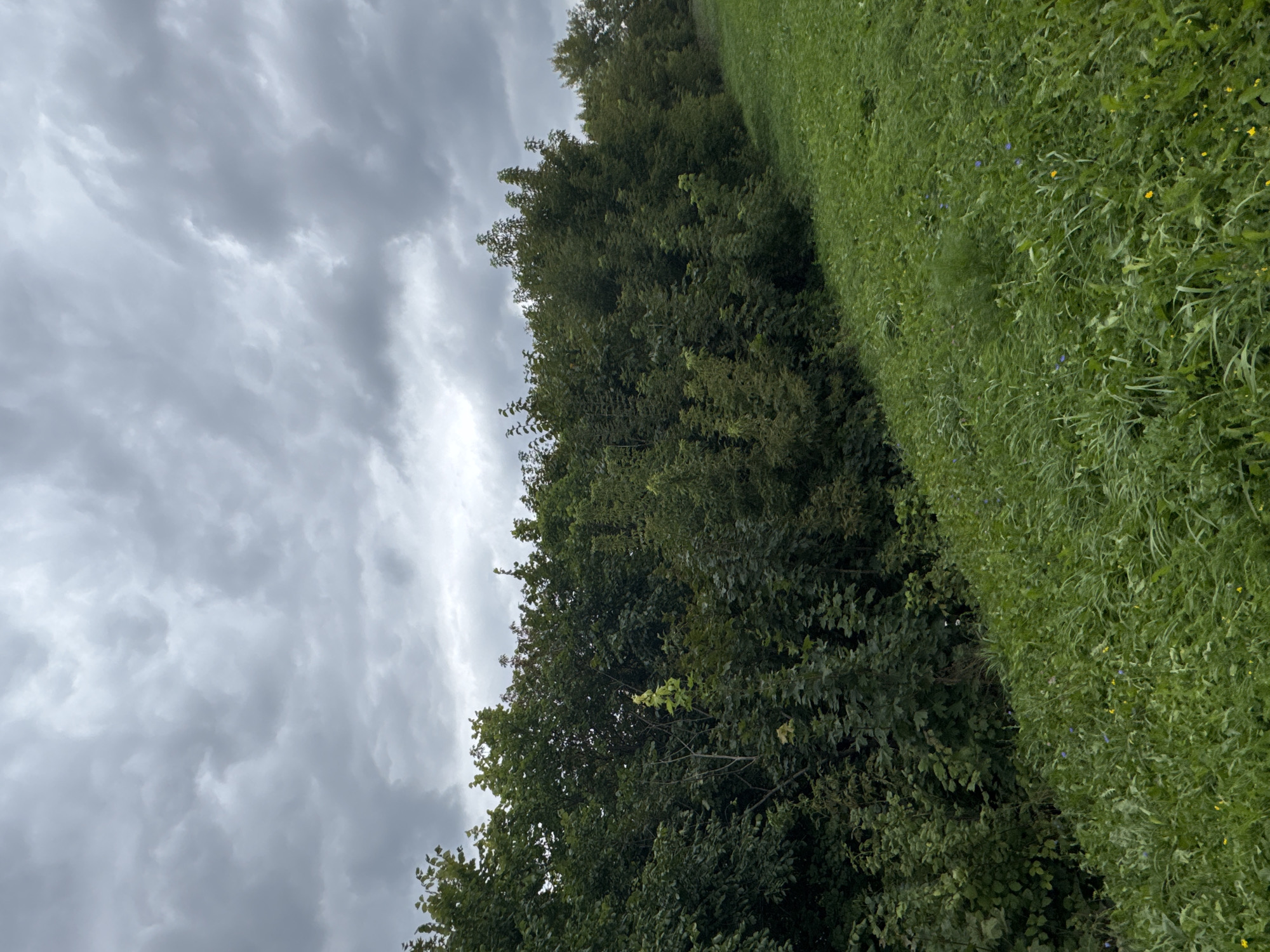 This image depicts a natural scene with a dense line of trees bordering a grassy slope under a cloudy sky. The trees are lush and green, suggesting a temperate climate. The grass in the foreground is tall and appears somewhat overgrown, with hints of small wildflowers scattered throughout. The sky is heavily overcast with dark, textured clouds, indicating a likelihood of rain or a generally gloomy day. The overall impression is one of a rural or park-like setting. There are no people or specific urban landmarks visible, making it impossible to determine a precise location within the city of Ufa, Russia, or any other city.