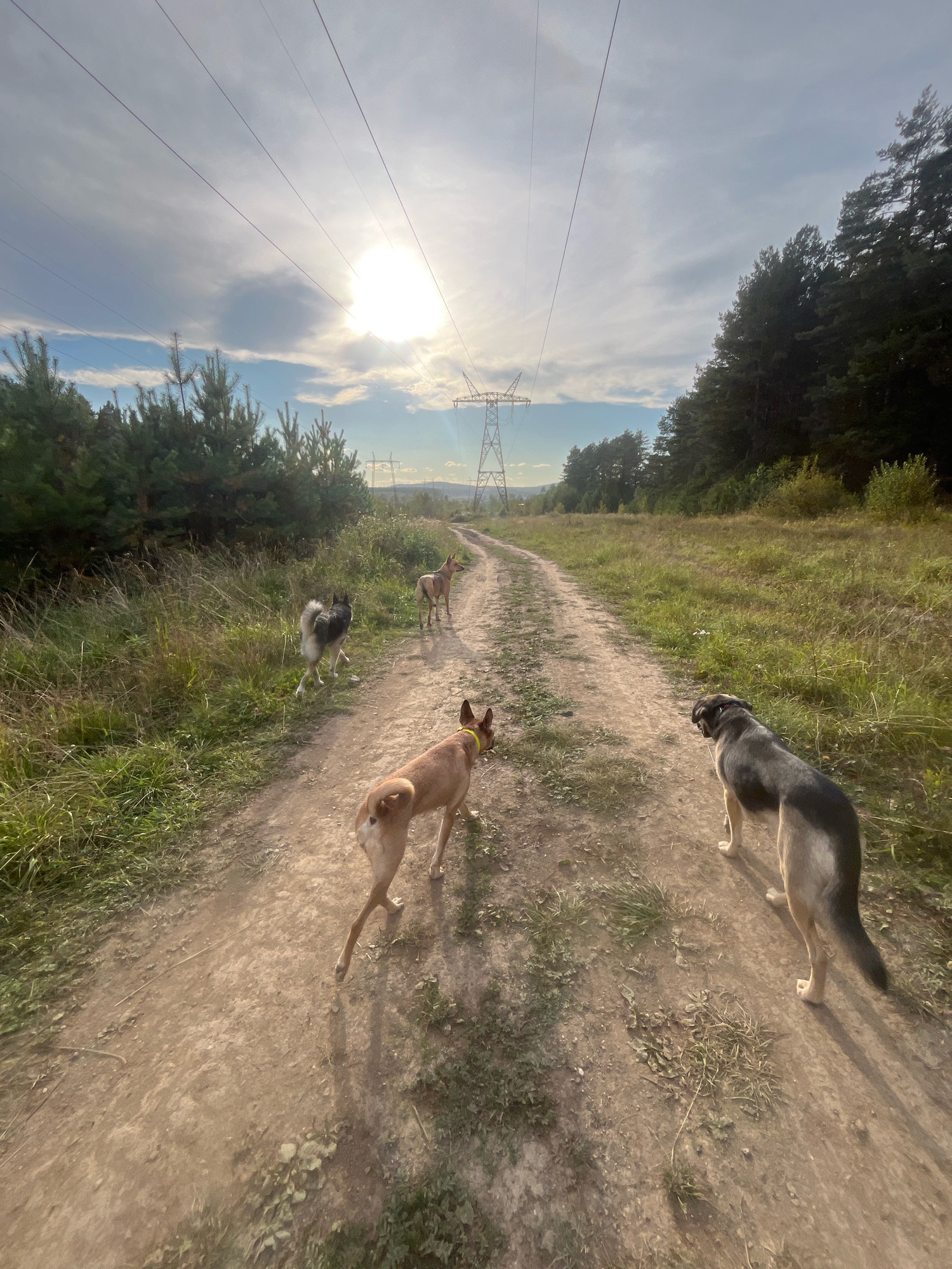 Four dogs walk on a dirt road in a rural area. The dogs are of varying breeds and sizes, and they appear to be moving in the same direction. The road is lined with grass and trees on both sides. In the background, there are power lines and a power tower. The sun is shining, and the sky is partly cloudy. This image was taken on the outskirts of the city of Nizhny Tagil, Russia.