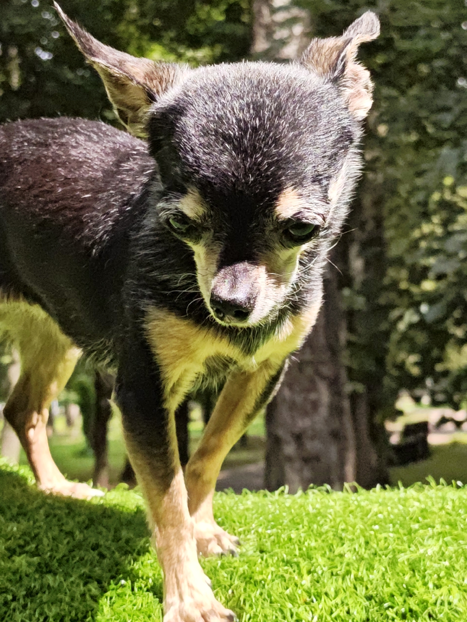 A small, tan and black chihuahua stands on a bright green, finely textured surface that resembles artificial turf, with its head lowered as if sniffing or looking down. The dog's fur is short, with dark coloration on its back and head, transitioning to tan on its legs and chest. Its ears are pointed and stand upright. The background is blurred, with the suggestion of trees and foliage, indicating an outdoor setting. The lighting suggests it is daytime, with sunlight casting shadows and highlighting the dog's fur. There are no people visible in the image. The scene appears to be in a park or garden area. The location is the city of Shcherbinka, Russia.