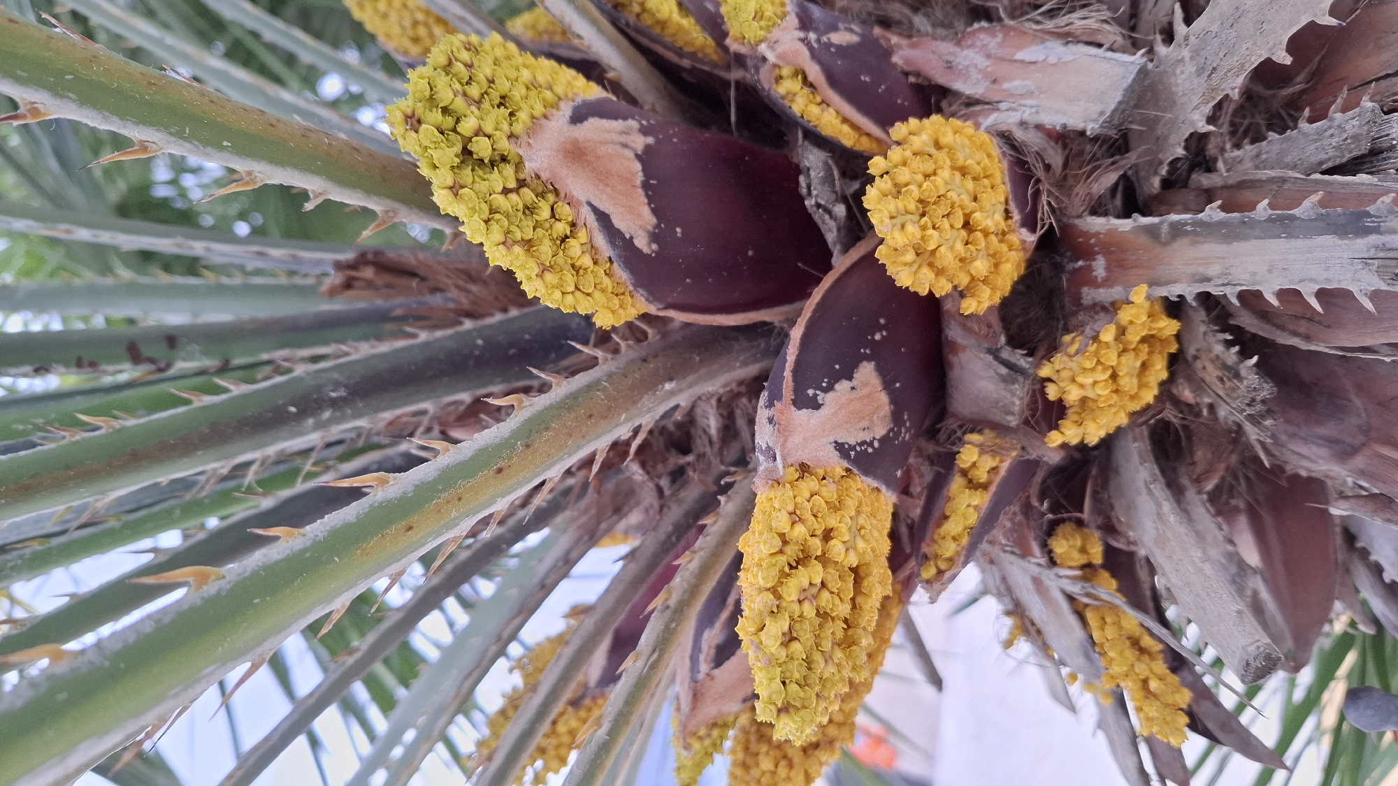 The image captures a close-up, upward-angled view of a palm tree. The tree displays spiky green fronds, alongside clusters of yellow flowers. The flowers emerge from dark brown bracts that have lighter, beige-toned sections. The background contains glimpses of the sky and a building, hinting at an urban setting. The location is Budva, Montenegro.