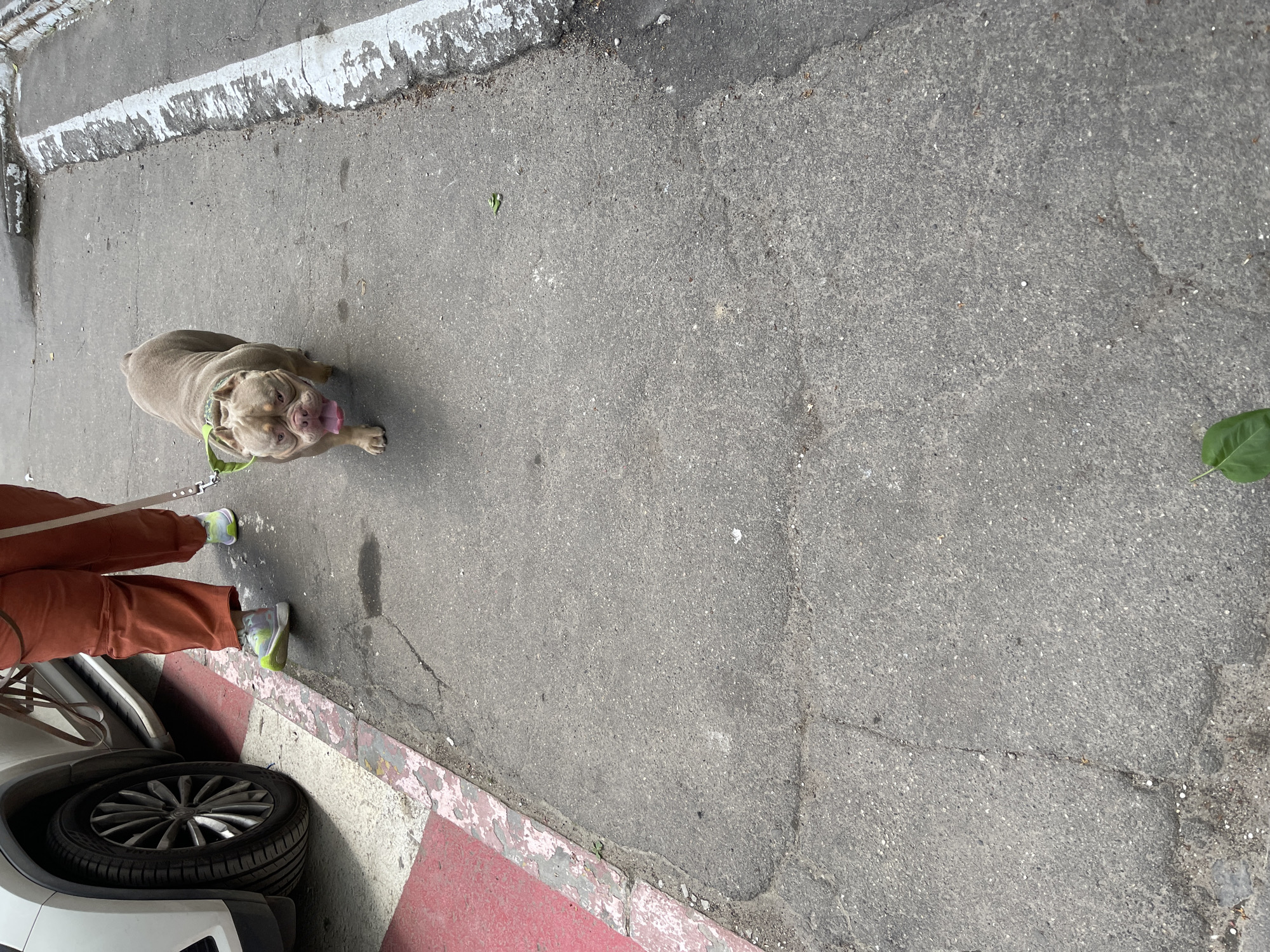 A dog is on a leash being walked on a city street. The dog is a tan bulldog with a green collar, sticking its tongue out. The person walking the dog is wearing orange pants and lime green sneakers. A car tire and part of the car are in the bottom left corner of the image. The street is concrete with a painted curb. A green leaf is on the right side of the frame. The location in the city of Moscow, Russia cannot be confirmed.