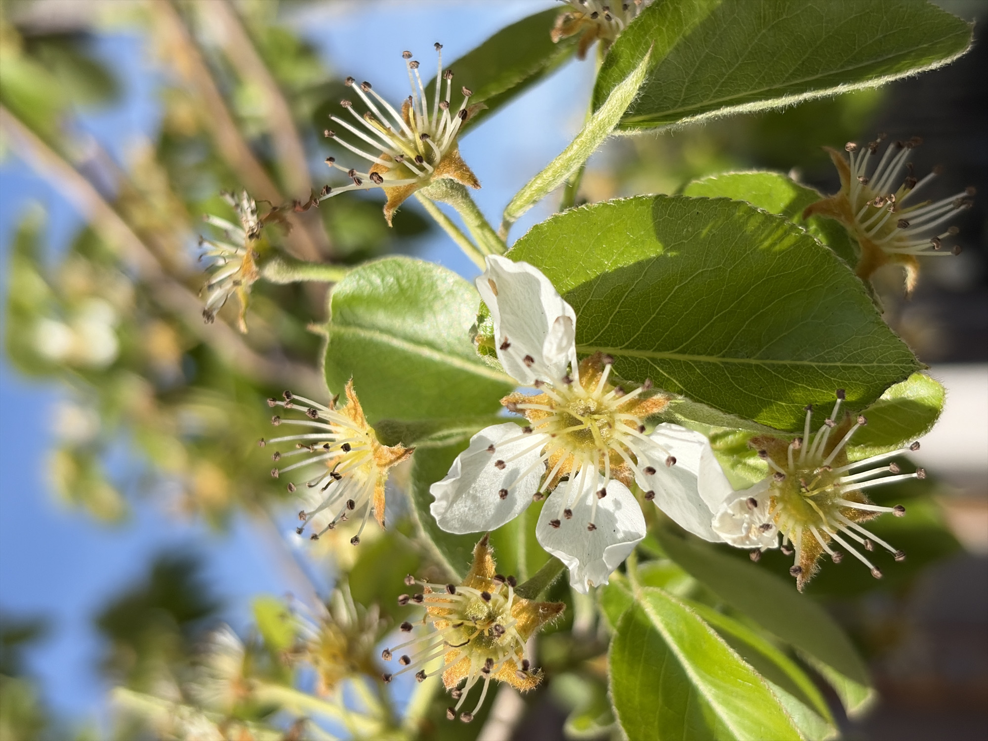 A close-up shot shows blossoms and leaves, likely of a fruit tree. One prominent flower has five white petals with brown spots. Other flower structures, with light yellow and white filaments topped with brown, are visible, along with several green leaves. In the background, there's a glimpse of blue sky and blurred branches. The location is Unknown, Unknown.