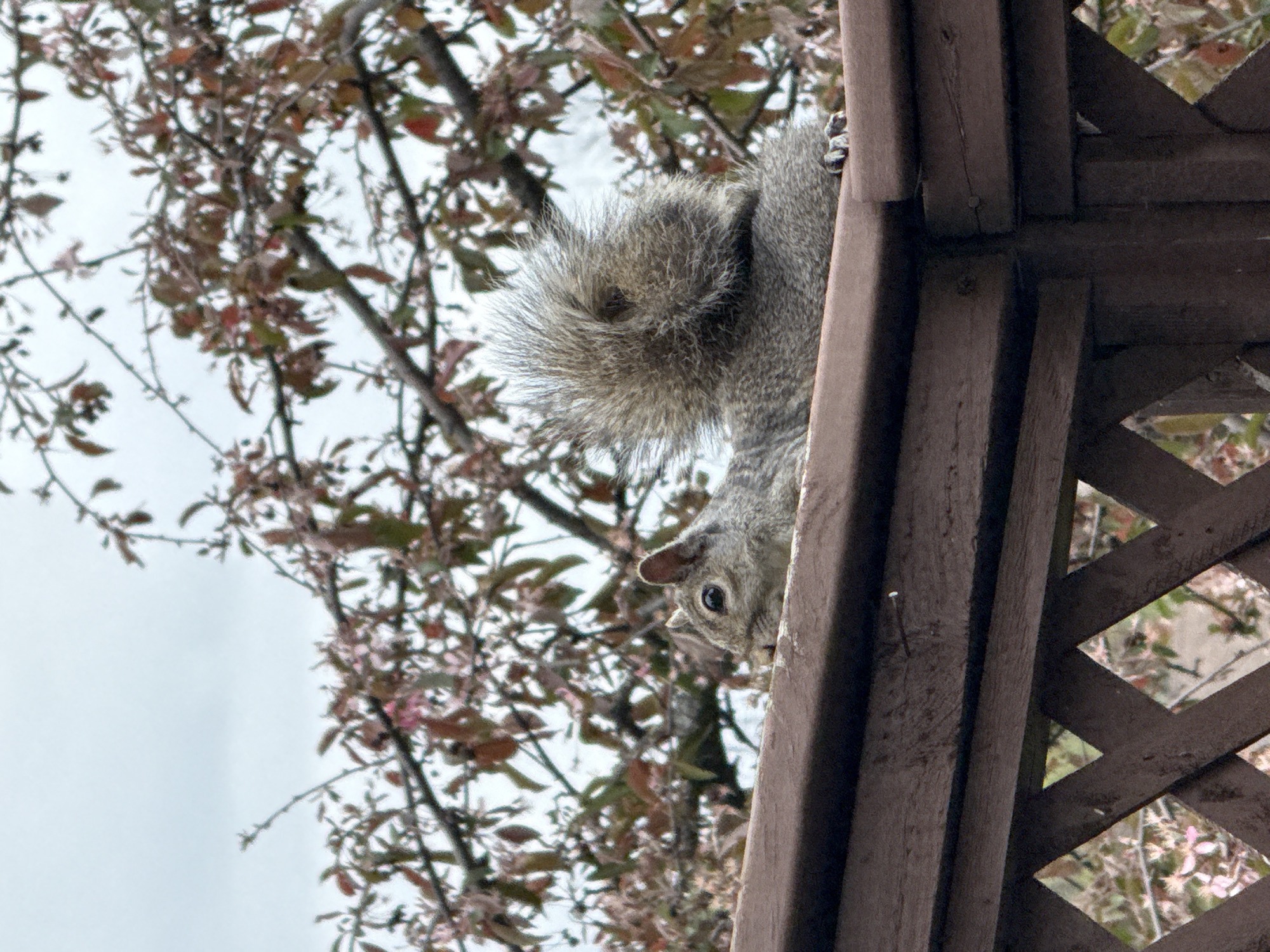 A squirrel clings upside down to a dark brown wooden structure with a lattice pattern. The squirrel has grey fur and a bushy tail. In the background, a tree with bare branches and a few leaves is visible against a grey sky. The location is Columbus, United States of America.