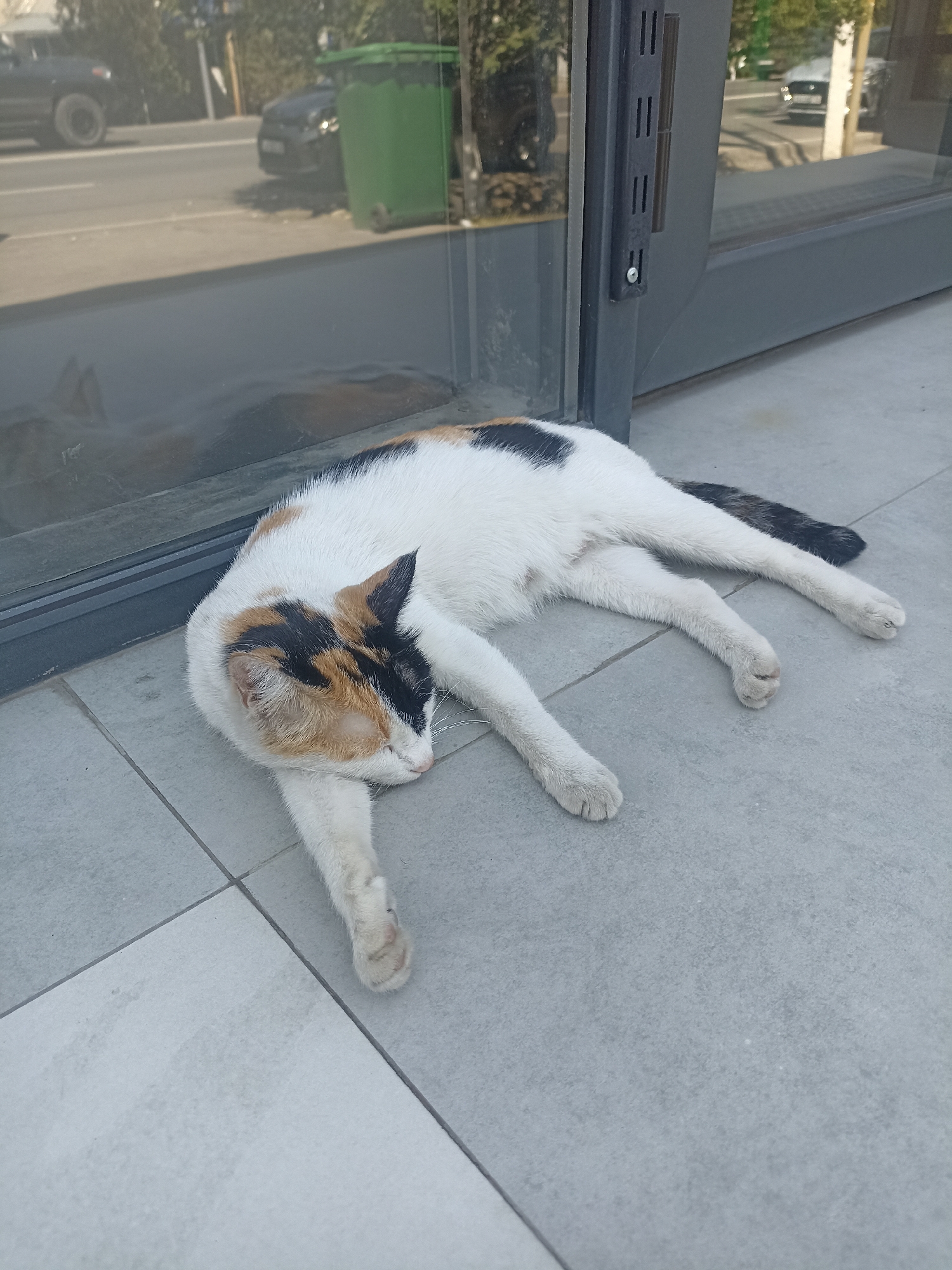 A calico cat is sleeping on a tiled sidewalk in front of a glass building. The cat is lying on its side with its legs extended. The cat's fur is white, black, and orange. The sidewalk is made of light gray tiles. In the reflection of the glass building, a street with cars and a green trash bin can be seen. The scene appears to be in a city.