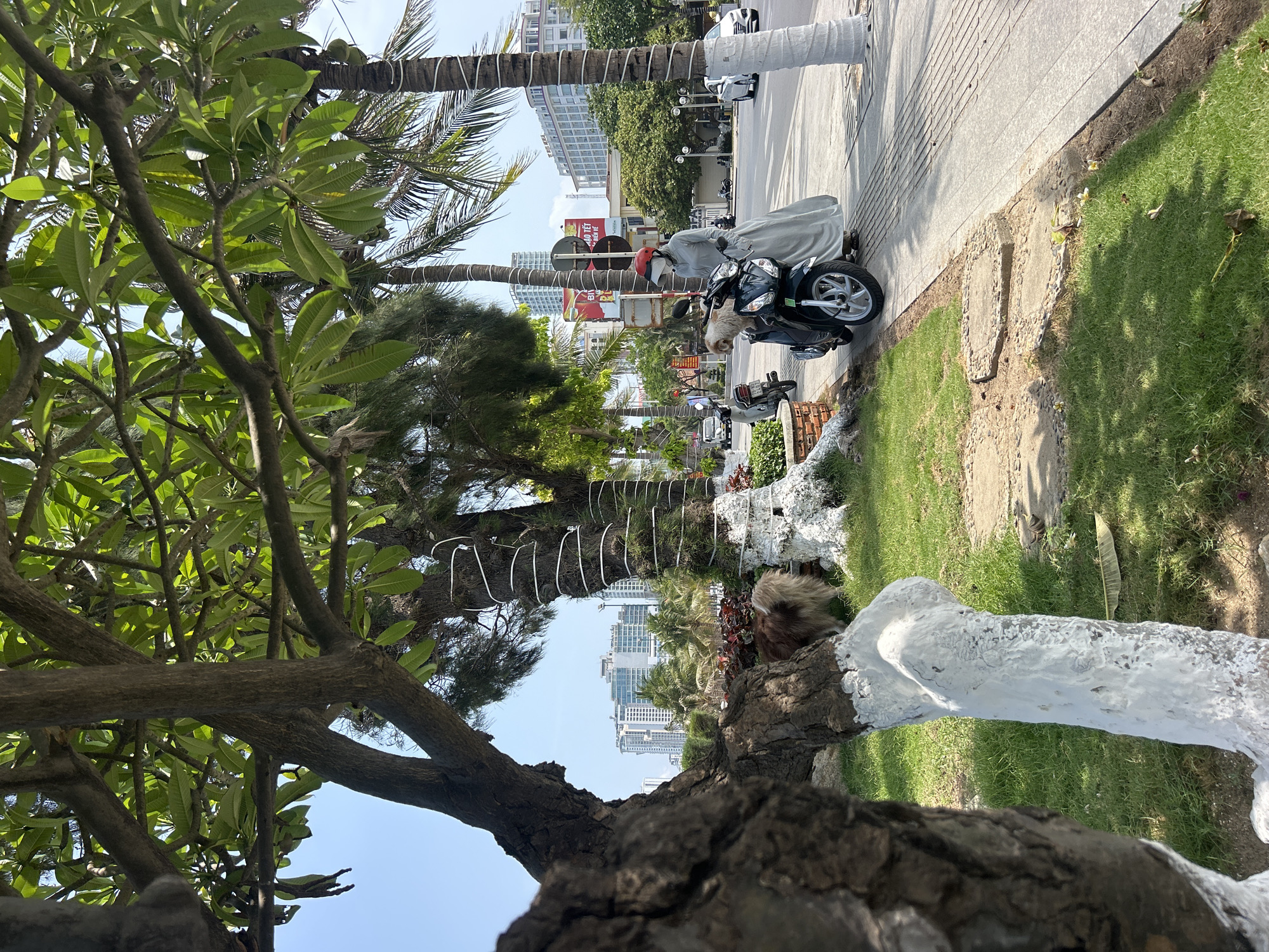 This is a vibrant daytime street scene in Nha Trang Ward, Vietnam, captured from a low perspective looking upwards towards urban buildings and a clear sky.
In the foreground, large tree trunks and branches with lush green foliage dominate the left and right sides of the image. The tree on the right has a prominent branch partially painted white. A verdant grassy area with a few concrete stepping stones runs between these trees and a paved sidewalk.
In the mid-ground, a person dressed in light-colored clothing and a red helmet stands beside a dark-colored scooter on the sidewalk. Perched on the scooter's seat is a fluffy, light brown and white dog-like animal. Several tall palm trees, their trunks wrapped in white material, line the sidewalk, contributing to the tropical ambiance.
The background reveals a bustling city environment with modern multistory buildings rising against a bright, clear blue sky. A road with cars is visible between the sidewalk and the buildings. Signs and streetlights further define the urban setting.
Notable details include the bright sunlight, suggesting a clear day. On a billboard in the background, Vietnamese text "MỪNG TẾT" (Happy Tet) and "TRUYỀN HÌNH" are visible, confirming the location. Coconuts can be seen hanging from one of the palm trees. The trees in the foreground appear to be frangipani or plumeria, identifiable by their characteristic branches and large green leaves. The scene captures a casual moment of a person and their pet on a scooter, characteristic of daily life in Vietnam.