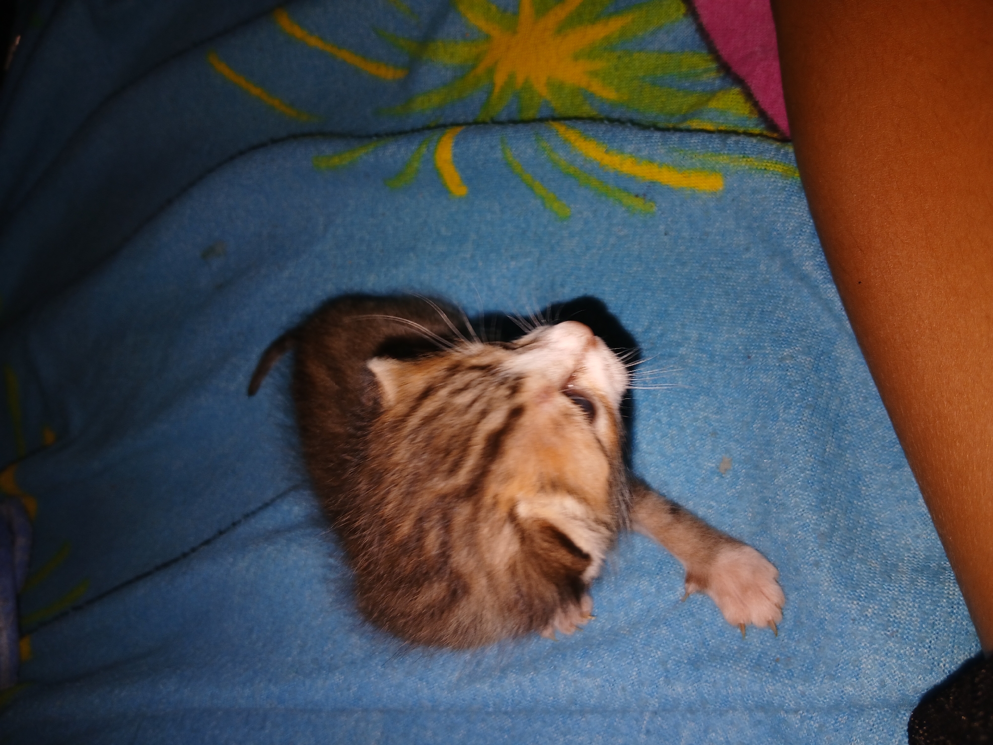 An overhead photograph captures a small, young kitten resting on a blue blanket adorned with a vibrant yellow and green sun-like pattern. The kitten, exhibiting tabby-like markings with shades of brown, grey, and cream fur, is positioned on its side. Its head is slightly raised, and its eyes appear to be partially open, revealing a hint of blue, while prominent white whiskers extend from its muzzle. One tiny, pink-padded paw with visible claws extends into the frame.
A human arm, likely belonging to a child or young person, with light brown skin, is visible along the right side of the image, resting gently near the kitten. The lighting in the scene is dim, suggesting an indoor setting during the evening or night, which casts a soft shadow behind the kitten's head. The overall impression is one of peacefulness and tenderness. This scene was observed in Altagracia, Venezuela. There is no visible text in the image.