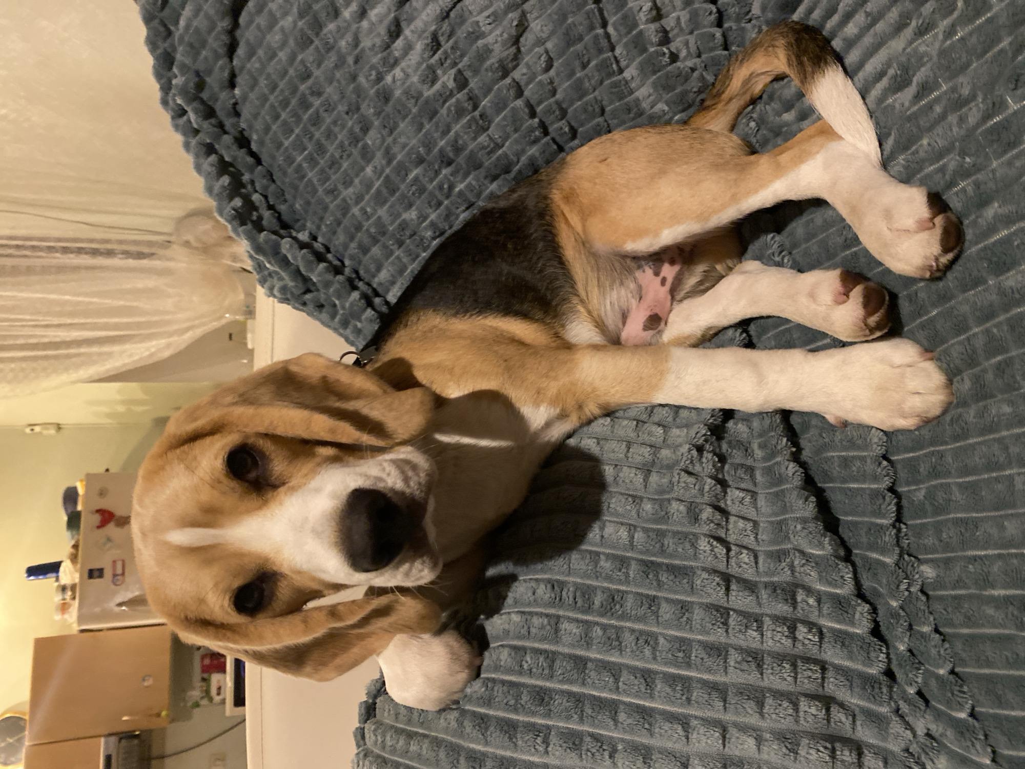 A tri-color Beagle puppy is lying on a plush, textured blue blanket on a couch. The puppy is facing the camera with its head slightly tilted. Its fur is predominantly white, tan, and black. The puppy's front left paw is resting on the edge of the couch, and its hind legs are stretched out. The background shows a slightly out-of-focus living room with cabinets and curtains. There is no indication that this image was taken in the city of Perm, Russia.