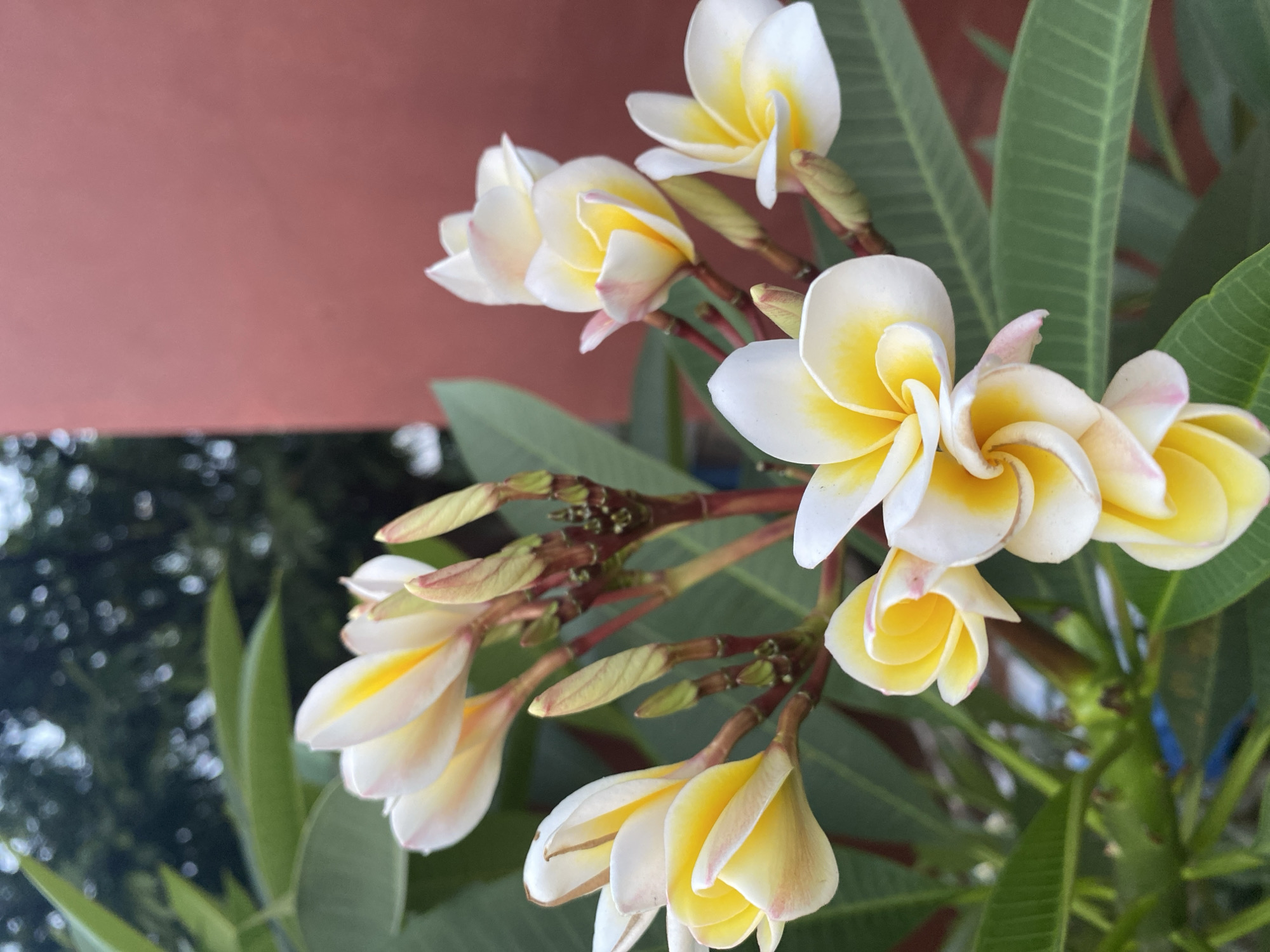 A close-up, vertical shot shows a cluster of pale yellow and white plumeria flowers in bloom, with some pink tinges on the edges of their petals. The flowers are arranged on thin, reddish-brown stems, with several unopened buds visible. Lush green leaves of the plumeria plant fill the foreground and midground, their veins clearly defined. In the background, a blurred, reddish-brown wall occupies the right side of the frame, while a dark green, out-of-focus foliage forms the left. A hint of blue plastic ties is visible on one of the stems. The image appears to be taken outdoors, likely in a residential garden or park, given the presence of the wall and foliage. The overall impression is one of natural beauty and tranquility. The location is identified as Tangerang, Indonesia.
