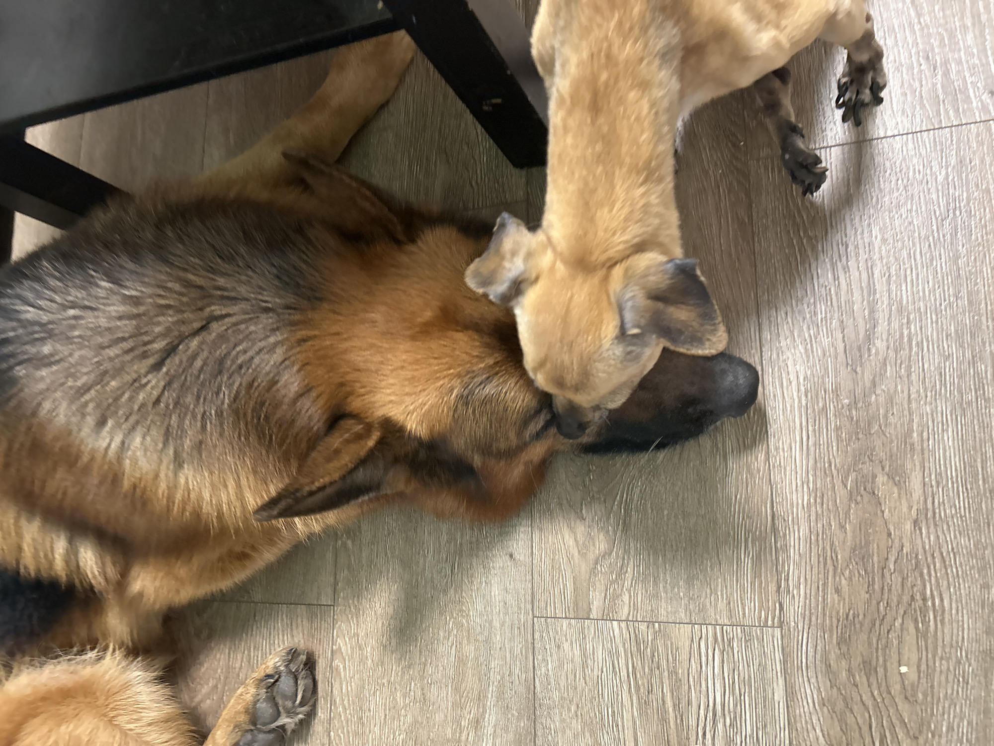 Two dogs are interacting on a wooden floor. The larger dog, a German Shepherd, is lying on its side, with its head facing left. Its fur is a mix of brown and black. The smaller dog, a tan-colored puppy, is standing over the German Shepherd, sniffing its head. The puppy's ears are pointed upwards, and its tail is not visible. A dark object, possibly a table leg, is visible in the upper left corner of the image, casting a shadow on the floor. The wooden floor has a visible grain pattern and appears to be well-lit, suggesting an indoor setting. The overall mood appears calm and playful, with the puppy showing curiosity towards the larger dog. No text is visible in the image.