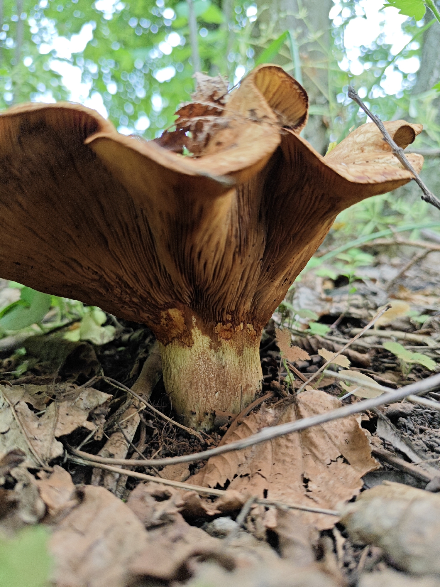 The image shows a close-up, low-angle view of a large, brown mushroom growing from the forest floor. The mushroom has a wide, wavy cap with prominent gills underneath. The stem is thick and textured, with a yellowish-brown color near the base. The mushroom is surrounded by fallen leaves, twigs, and dark soil, indicating a woodland environment. In the background, out-of-focus green foliage and dappled sunlight suggest a forest canopy. The scene is consistent with a natural setting in Andriivka, Ukraine, with no humans or artificial objects present.
