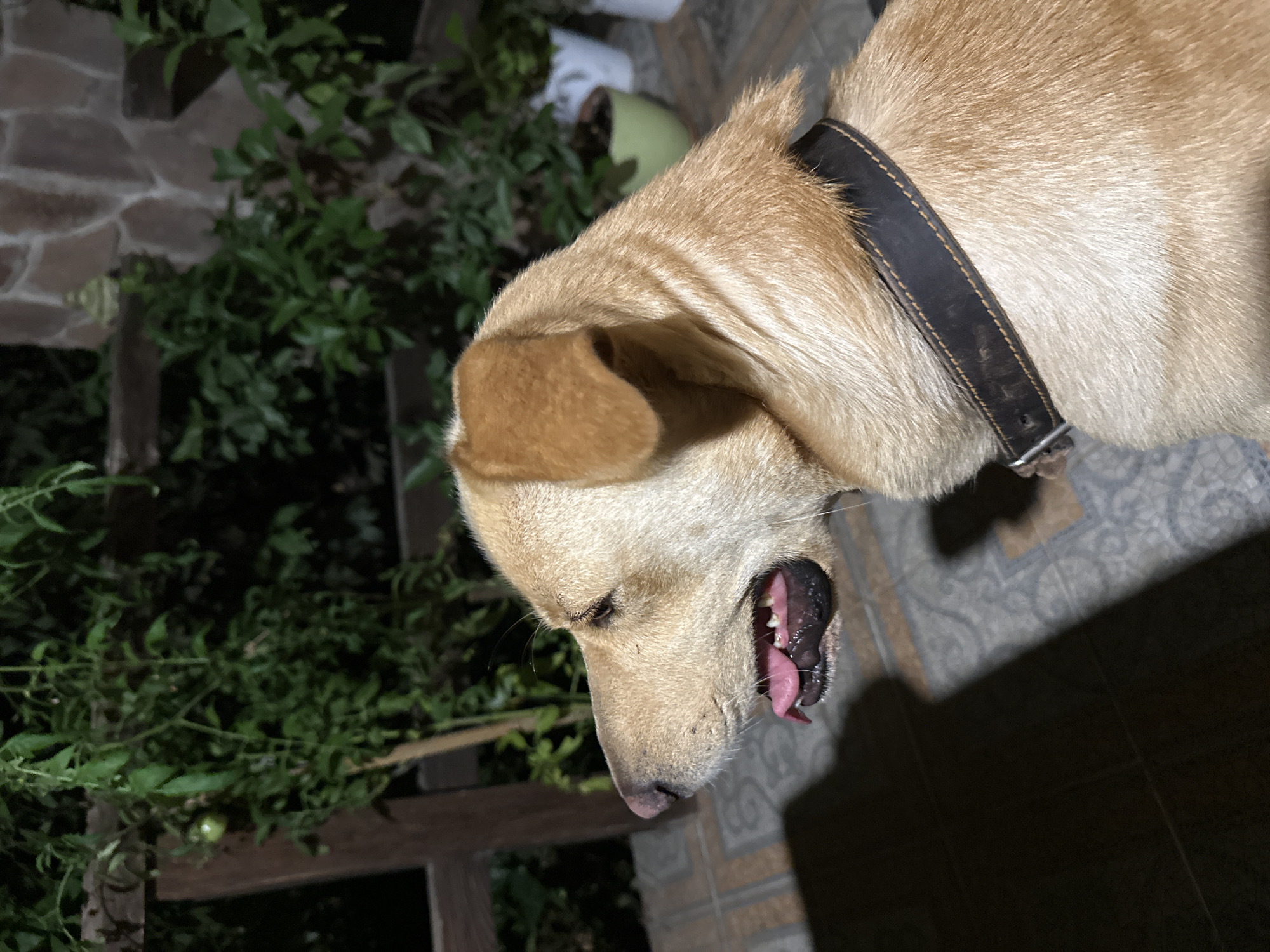 A medium shot shows a light-colored dog from the side, facing left, with its mouth open and tongue out. The dog wears a dark leather collar. The background features lush green foliage, including what appears to be a tomato plant with a single green tomato, and some potted plants. Behind the greenery, a stone wall is visible. The foreground consists of a tiled floor, partially in shadow. The scene appears to be outdoors, possibly on a porch or balcony. The lighting suggests it is nighttime or dusk. There are no people visible in the image. Given the context of the prompt, the location is specified as Sochi, Russia, implying this scene is situated within the city.