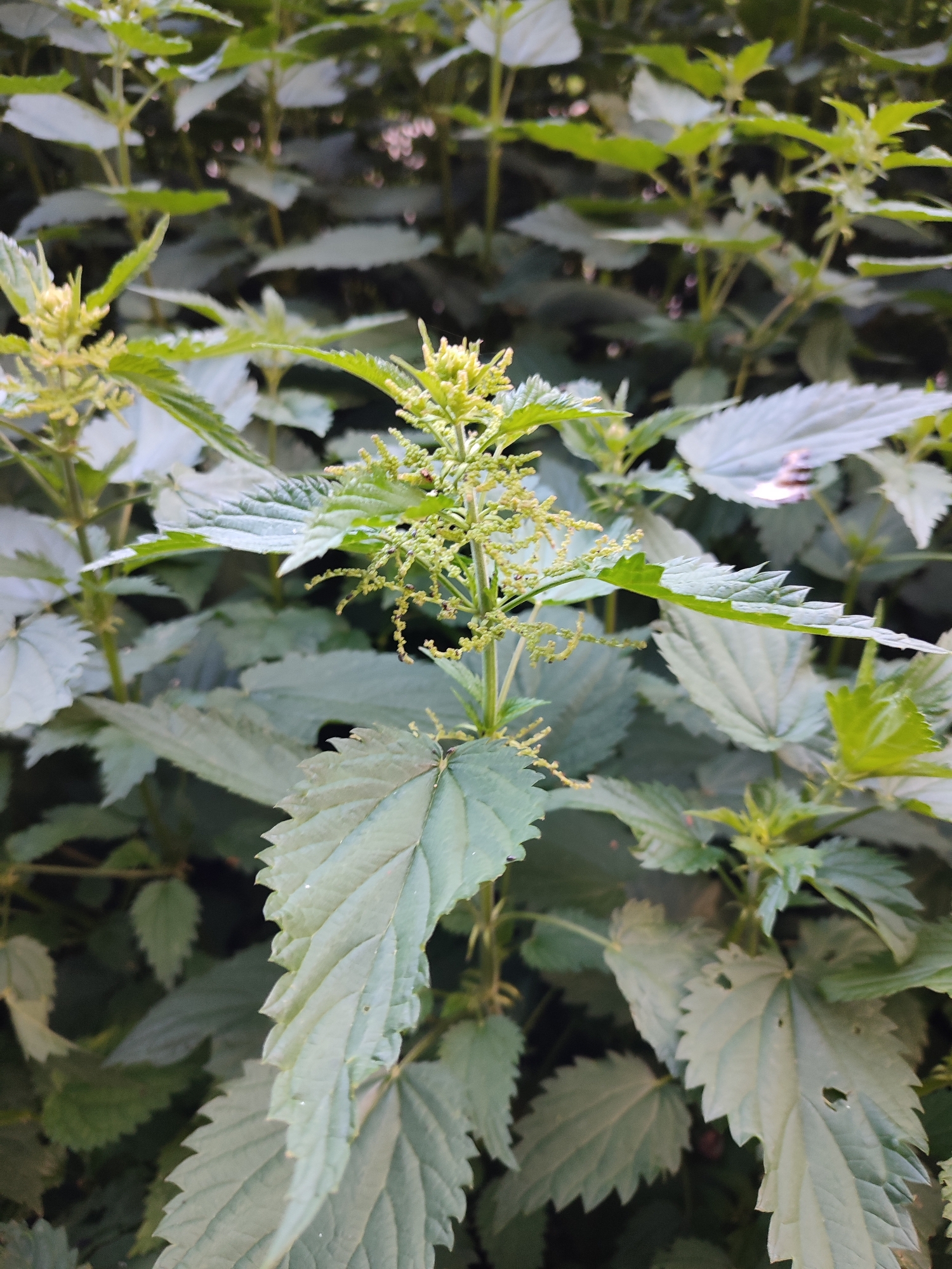 The image displays a close-up view of a patch of stinging nettle plants, characterized by their large, serrated, green leaves and small, yellowish-green flowers. The plants are densely packed, creating a lush, green backdrop with some areas of softer focus. The lighting suggests an outdoor environment, likely during daylight hours. There are no people or animals visible in the frame, and no evidence of human activity. The scene is natural and untamed, typical of a wild or overgrown area. The exact location is unknown, but the environment suggests a temperate climate.
