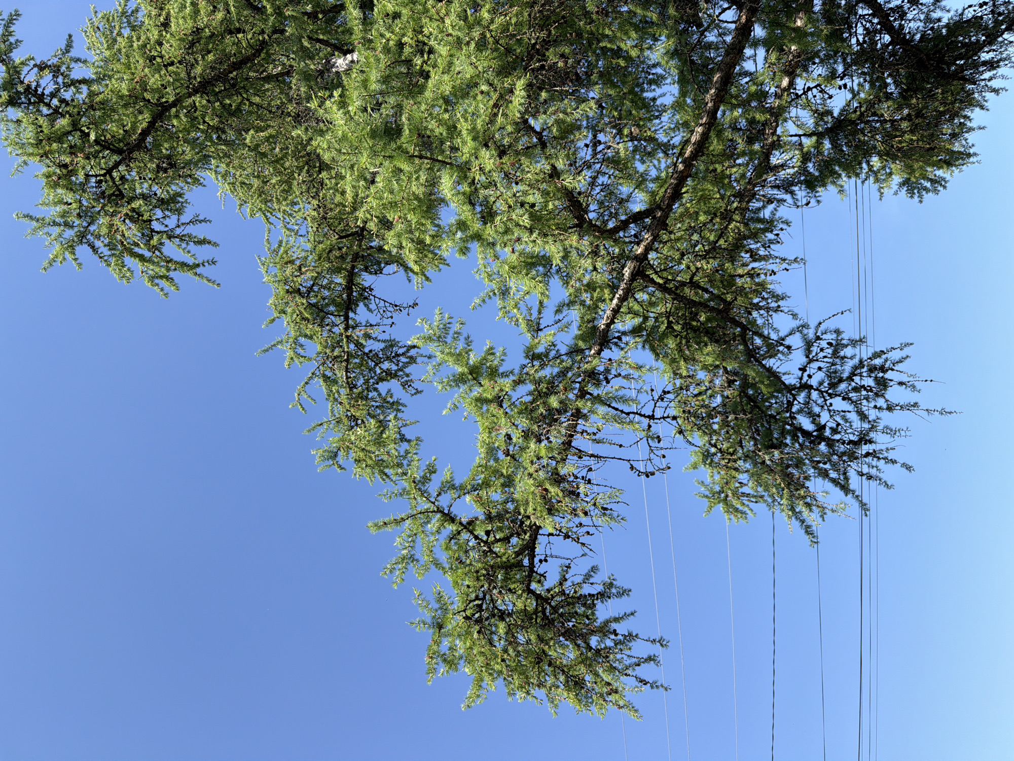A view looking up at tree branches with green needles and small cones against a clear blue sky. Several thin wires or lines descend from the branches. The location is unspecified, and there is no evidence to indicate it is specifically in the city of Чумна, Russia. There are no people visible.