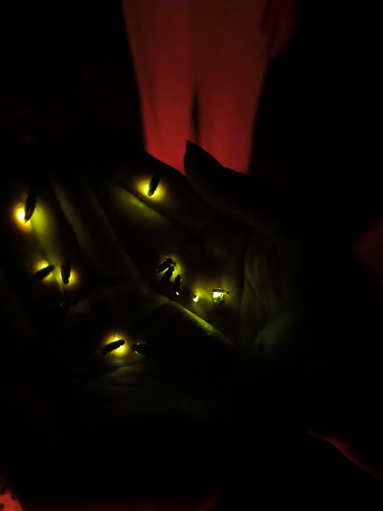 In darkness, two hands are cupped together, holding multiple fireflies that emit a yellow-green glow. A red light source is visible in the background. The location is unknown.