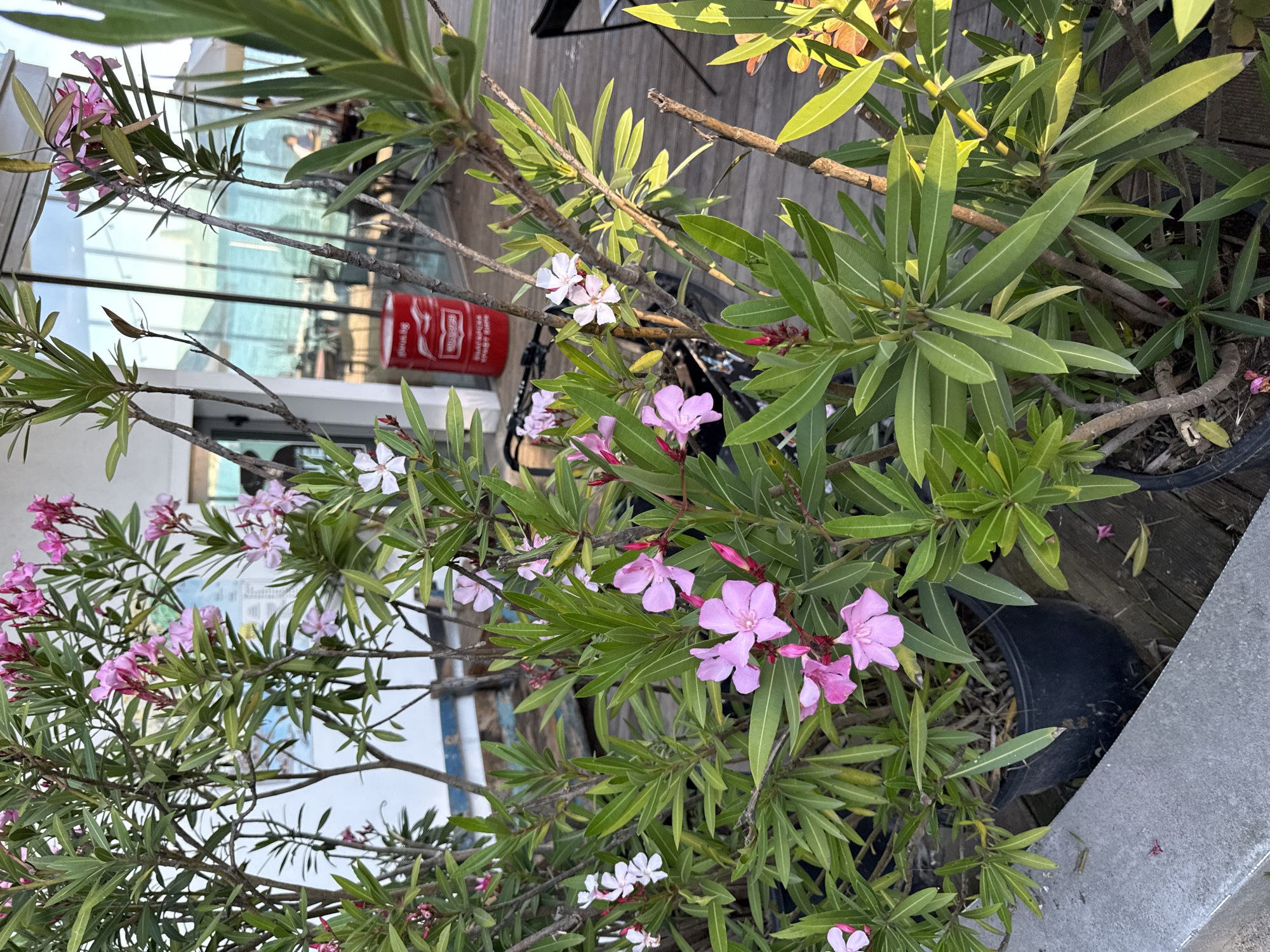 A close-up shot focuses on several potted oleander plants with bright pink and white flowers, set against a backdrop of a building with large glass windows reflecting the sea and sky. A red barrel with a white logo that appears to say "Coca-Cola" is visible to the right of the plants. In the distance, through the windows, tables and chairs are arranged, suggesting an outdoor seating area of a cafe or restaurant. The ground is a wooden deck. A bicycle is partially visible behind the plants. The scene is likely located in Varna, Bulgaria, given the presence of the sea and the style of the building and outdoor furniture, which are typical of seaside establishments in Varna.