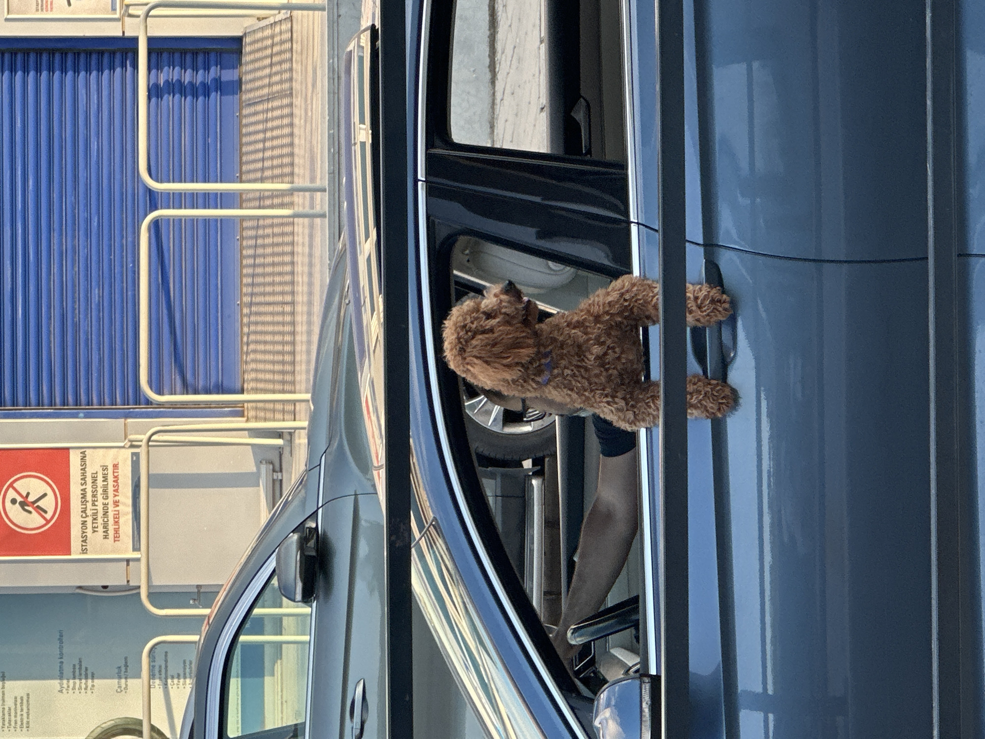 This image depicts a daytime street scene in Fethiye, Turkey. In the foreground, a dark blue sedan is prominently featured, with a brown, curly-haired dog, likely a Poodle or Poodle mix, leaning out of the open rear passenger window. The dog, wearing a collar, faces right, observing the surroundings with its front paws resting on the window sill. Inside the driver's side of the same vehicle, a person's bare arm is visible on the steering wheel. Behind the foreground sedan, a darker grey sedan is partially visible. In the background, a light-colored building features a large, horizontally ribbed blue rolling shutter on its right side. To the left and slightly above the blue shutter, a white sign with red text and a red circular "no entry" symbol (a crossed-out walking figure) is affixed to the building. The Turkish text on the sign indicates that entering the station work area is dangerous and forbidden for unauthorized personnel. A light-colored, U-shaped metal railing extends horizontally across the scene in front of the building. The scene is illuminated by natural sunlight, casting visible shadows from the railing and the blue shutter.