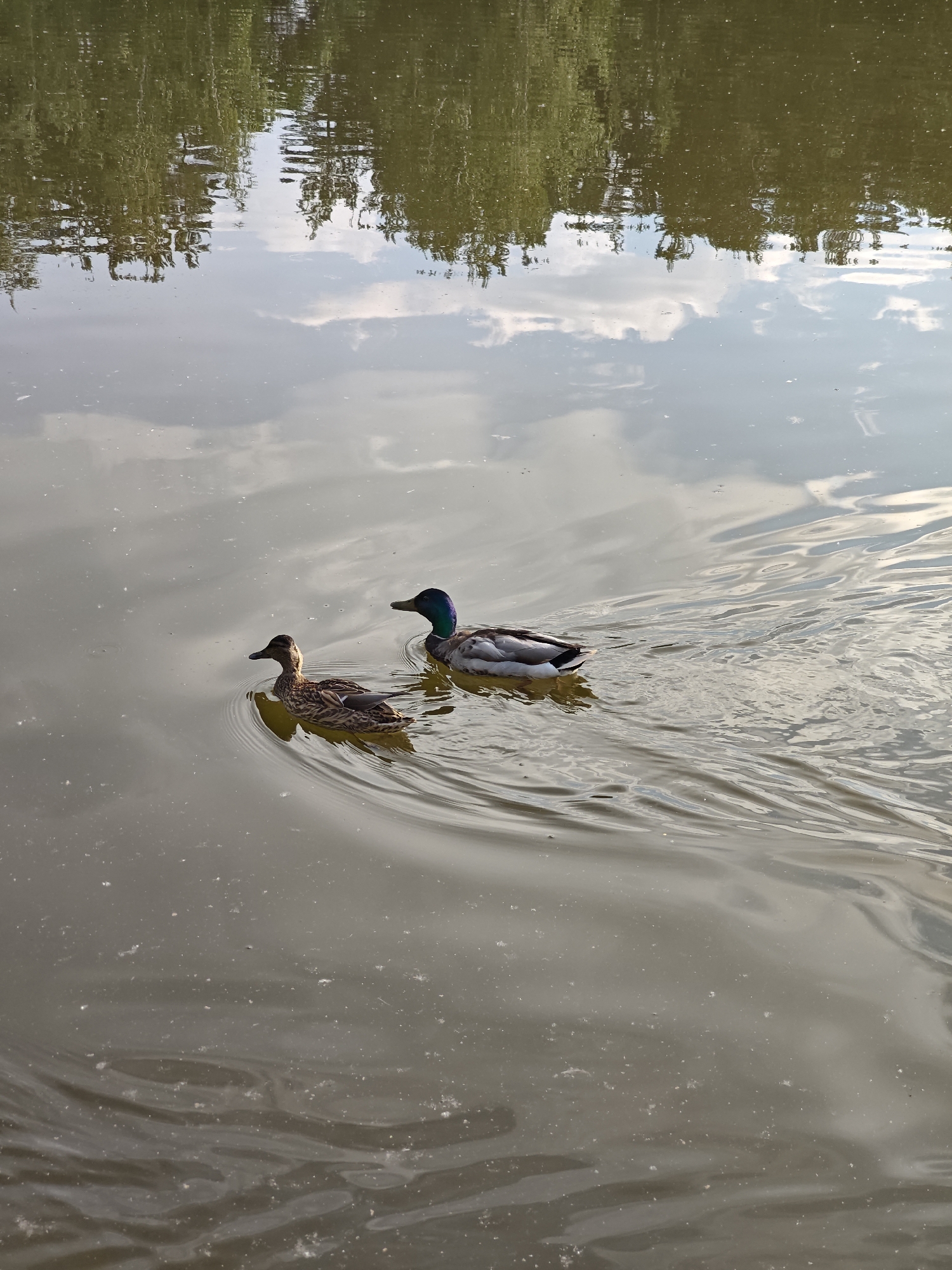 Two mallards swim on the surface of a body of water. The duck in the foreground is a female, while the duck behind her is a male, distinguishable by its iridescent green head. The water is murky and reflects the trees and sky above, creating a dappled effect. The scene appears to be a natural setting, possibly a pond or lake within a park in Yekaterinburg, Russia.