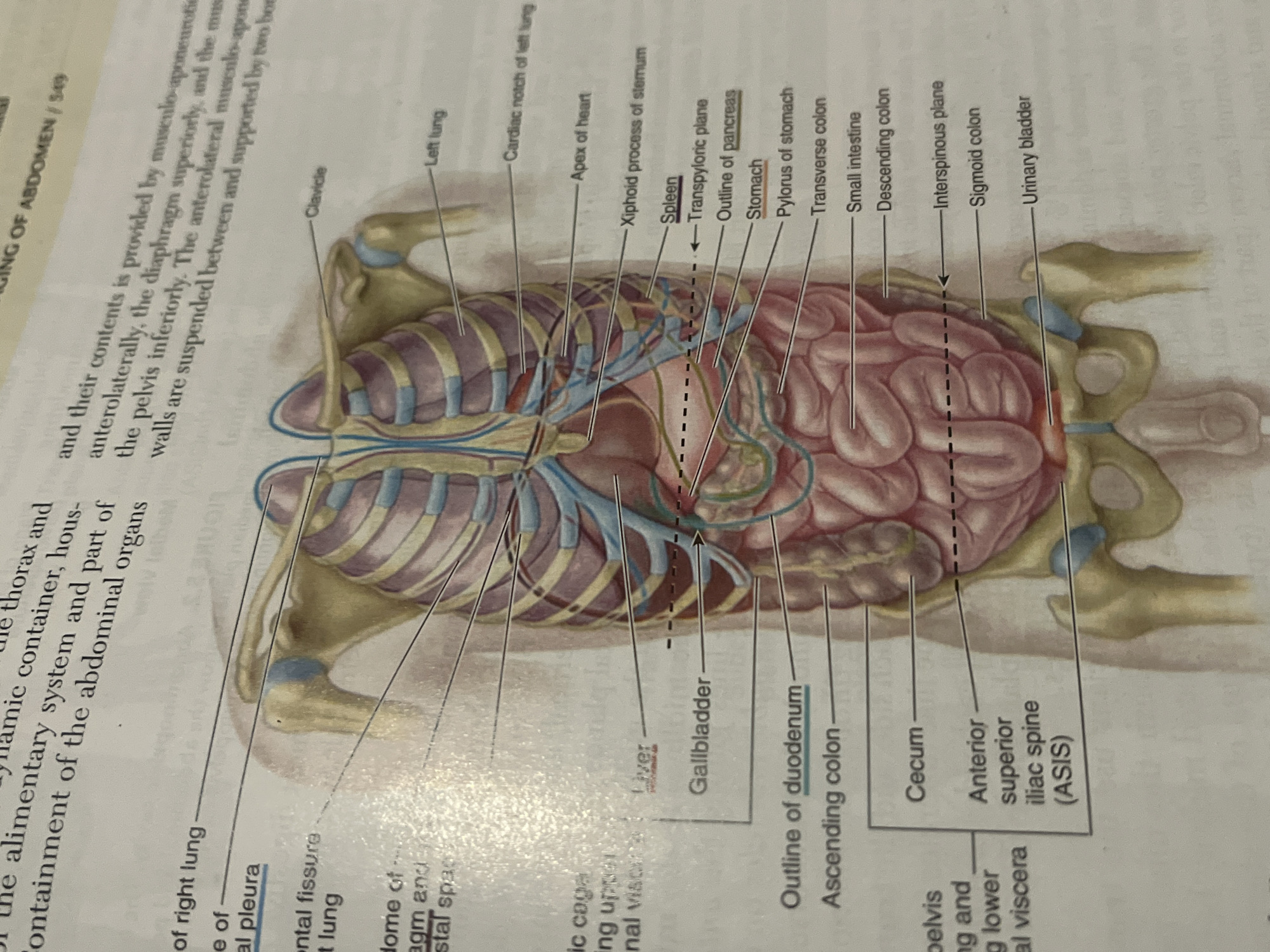 The image is an anatomical illustration of the human torso, focusing on the abdominal organs and thoracic cavity. It shows the rib cage, lungs, diaphragm, liver, gallbladder, stomach, intestines, spleen, and pelvic bones. Various organs and structures are labeled with lines pointing to their respective locations. The illustration appears to be from a medical textbook or educational material. There is no indication of Jalingo, Nigeria, or any forensic elements within the image.