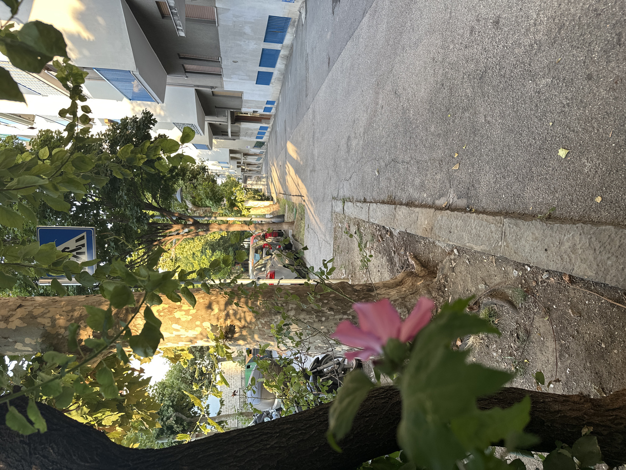An outdoor shot shows a sidewalk next to a street in Trieste, Italy. The sun is low in the sky, casting long shadows. A pink flower is in the foreground, out of focus. Trees line the sidewalk, with their leaves creating dappled shade. Beyond the trees, there are buildings with balconies and windows. Cars are parked along the street. A blue pedestrian crossing sign is visible on a pole. The overall impression is one of a quiet, residential street scene in the late afternoon.